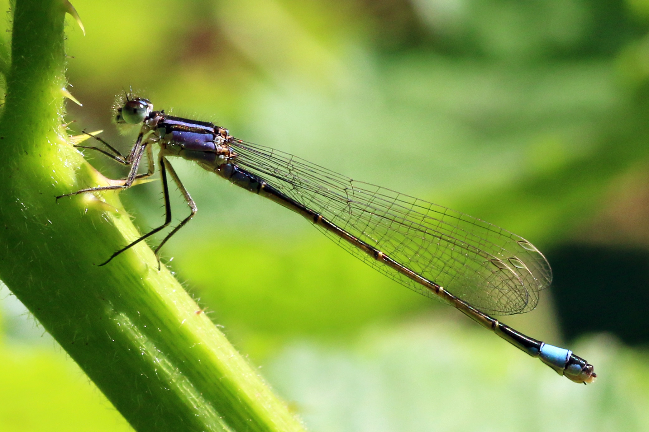 Blue-tailed damselfly (Ischnura elegans) female violacea