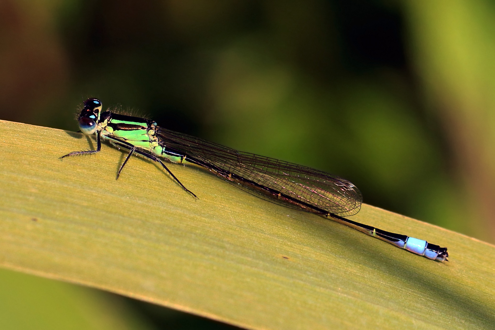 Blue-tailed damselfly (Ischnura elegans) immature male