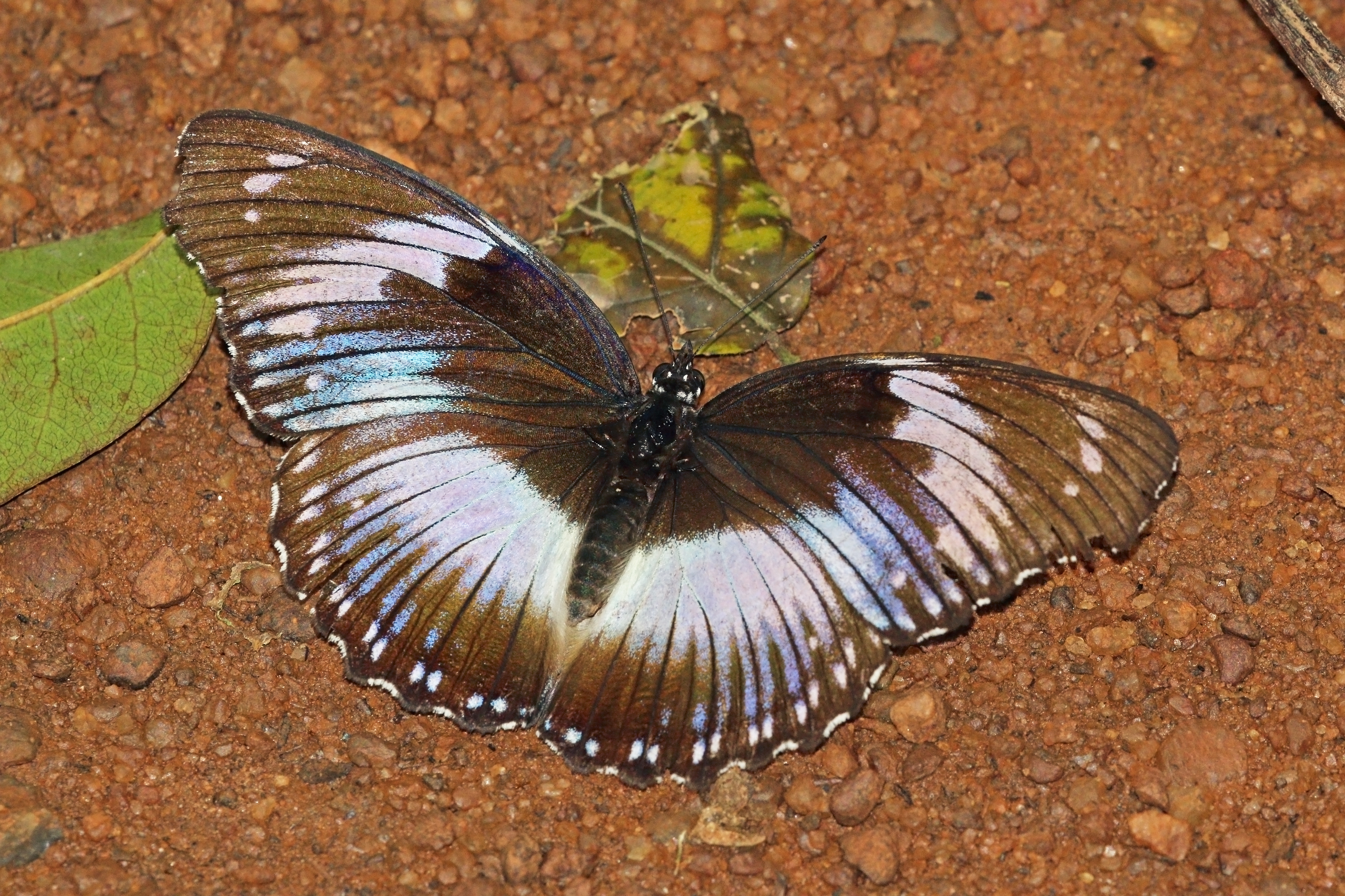 Blue diadem (Hypolimnas salmacis salmacis) male