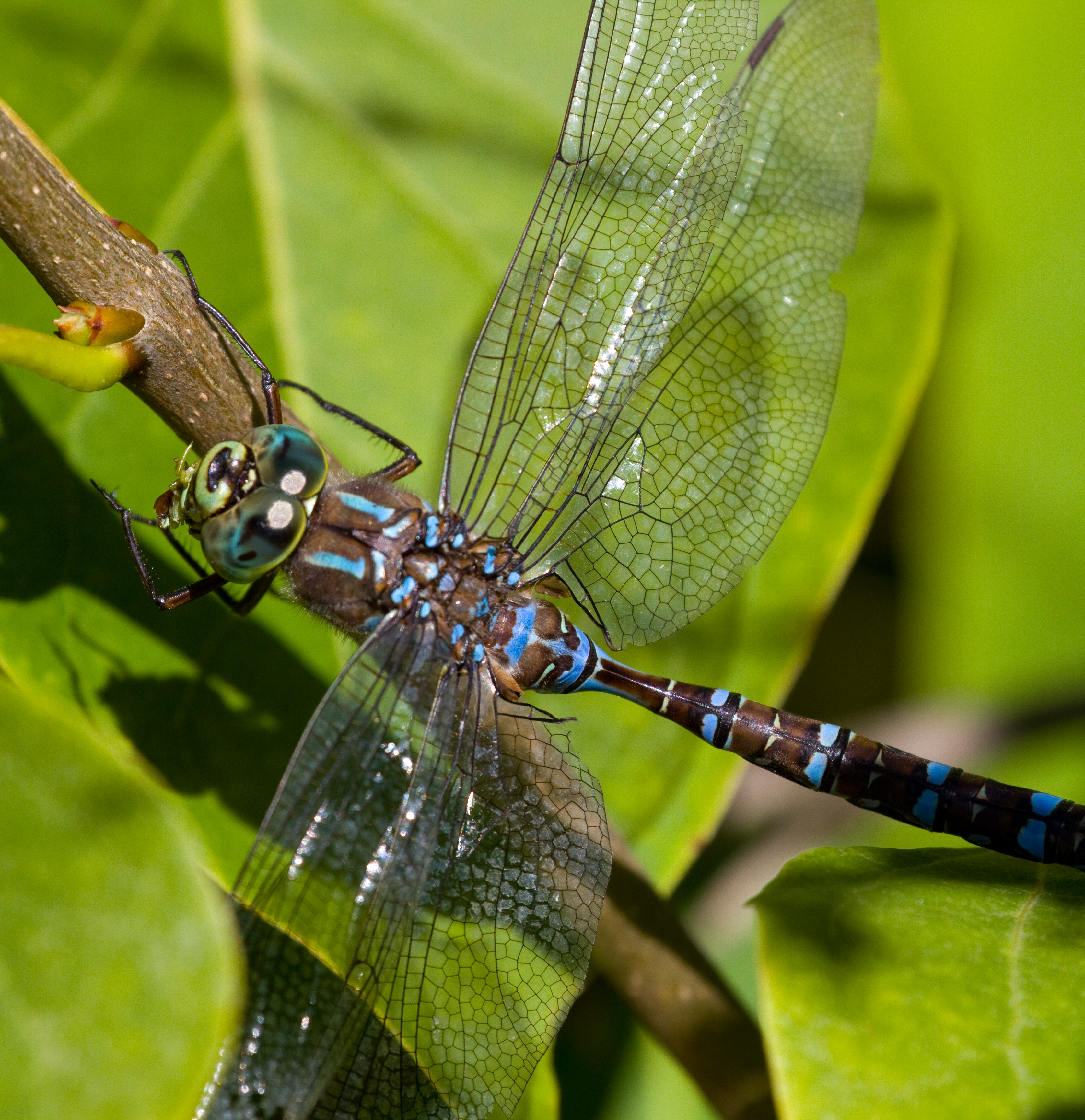 Blue Dragonfly 2 (7974348643)