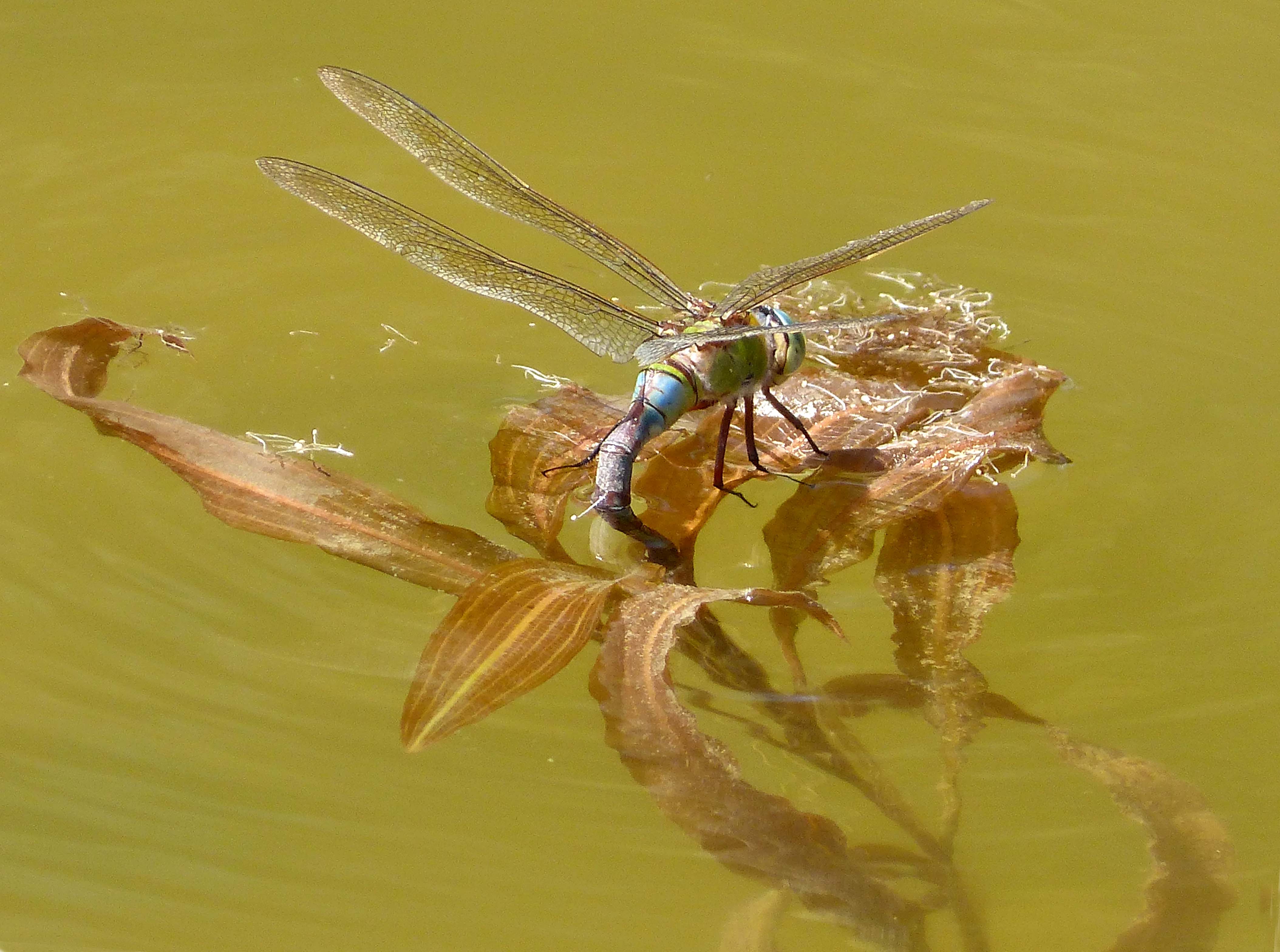 Blue Emperor. Anax imperator. Laying (24515291592)