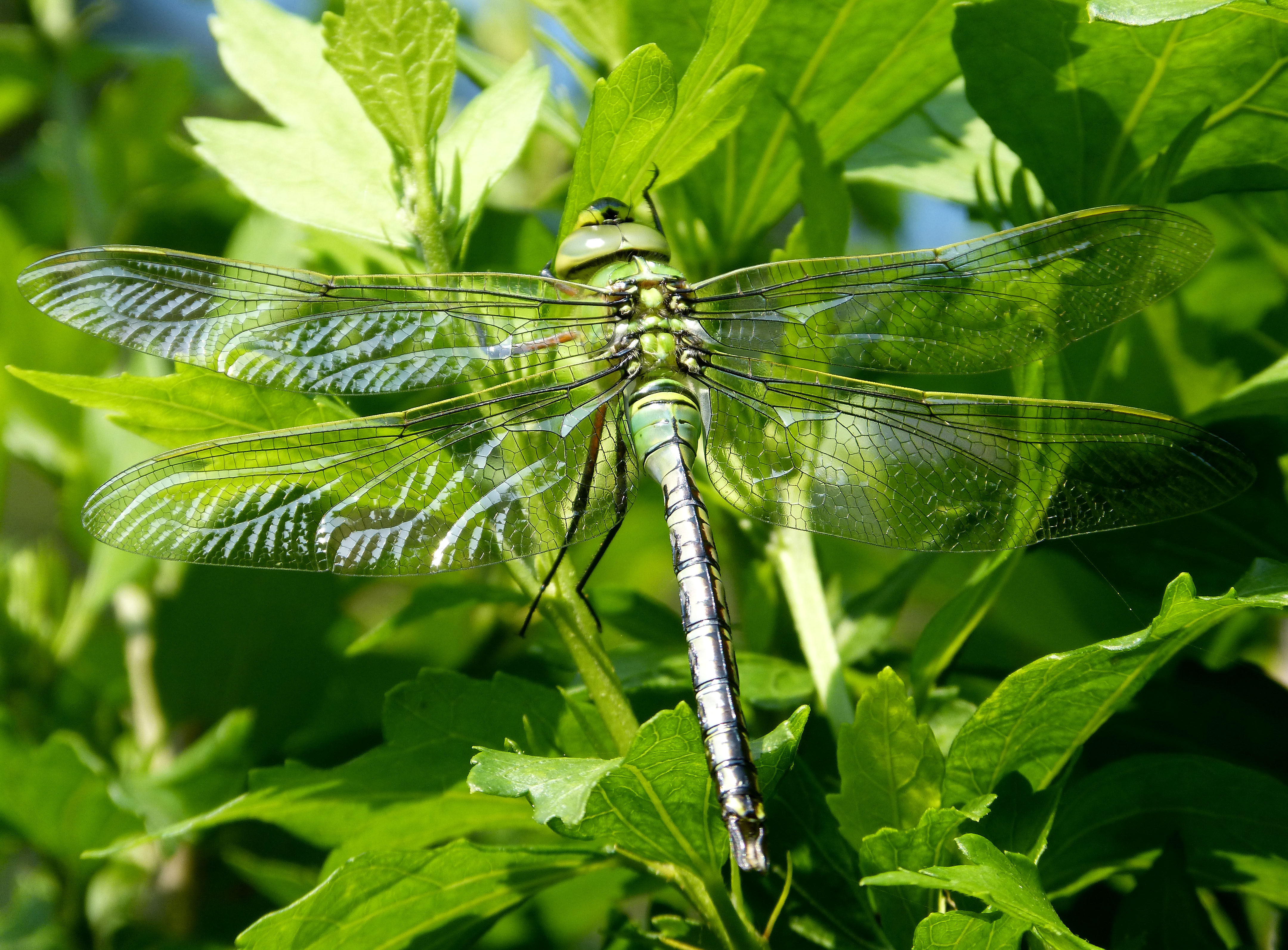Blue Emperor ^ Immature male. - Flickr - gailhampshire (1)