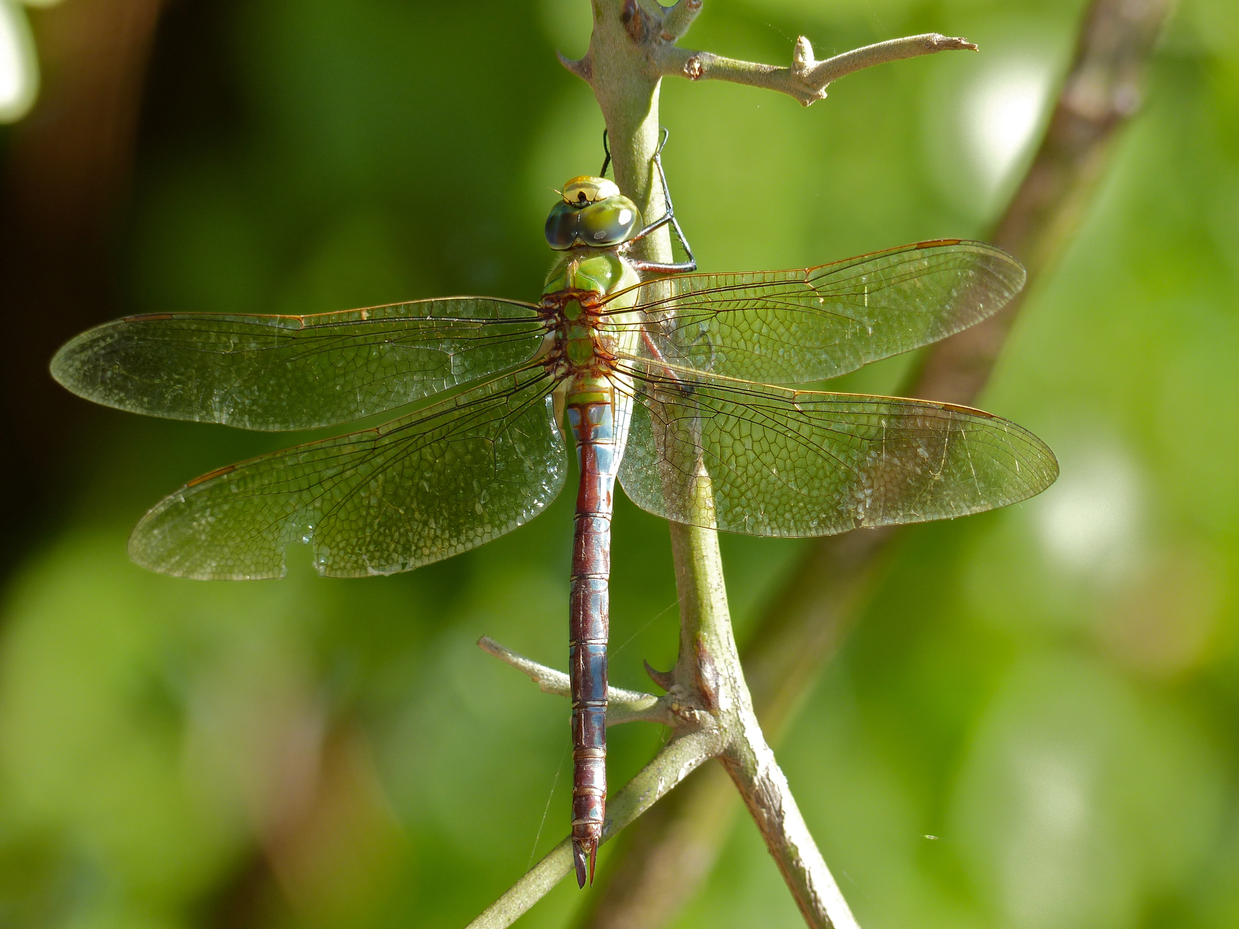 Blue Emperor Dragonfly (Anax imperator) (11566974506)