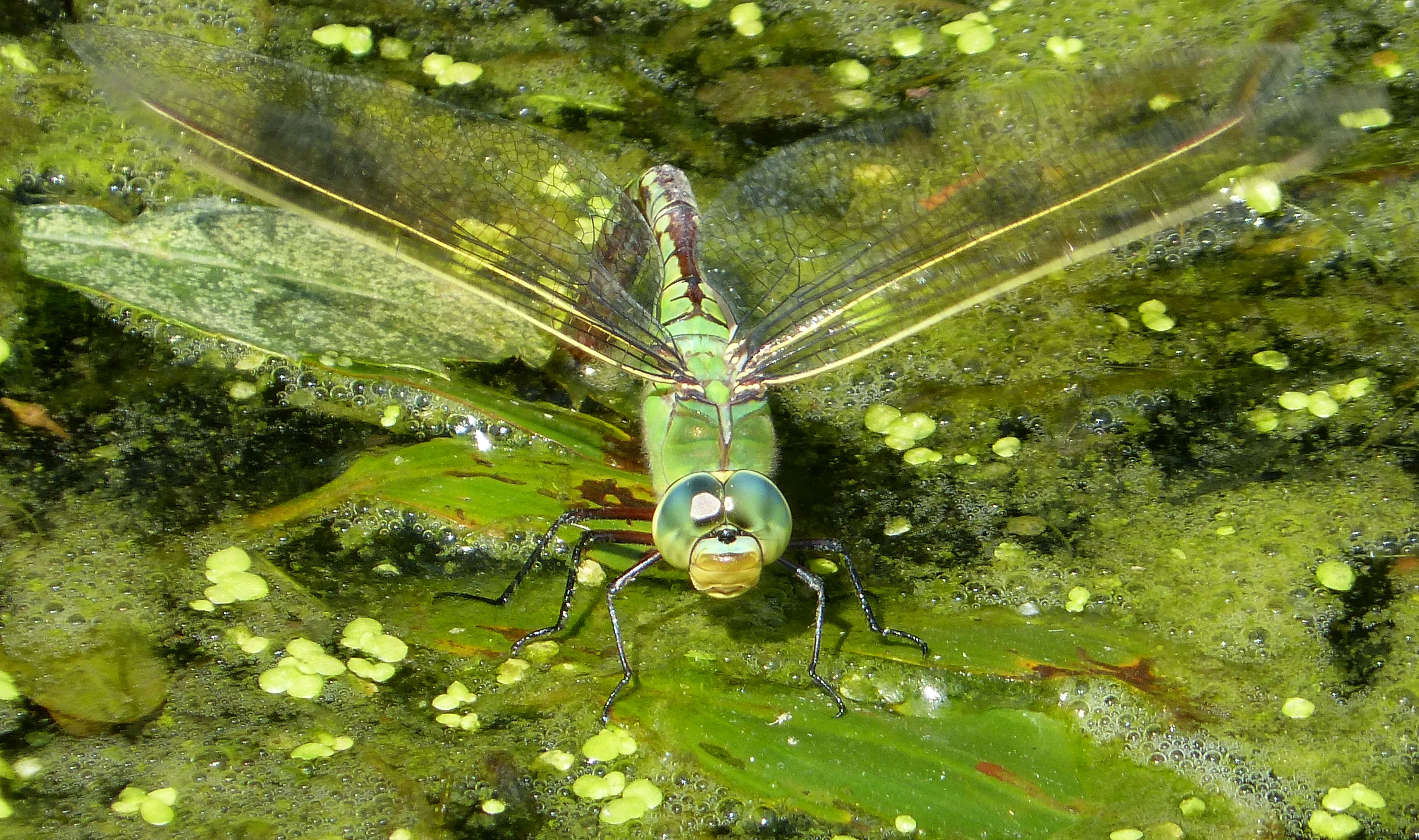 Blue Emperor laying Anax imperator (32041682563)