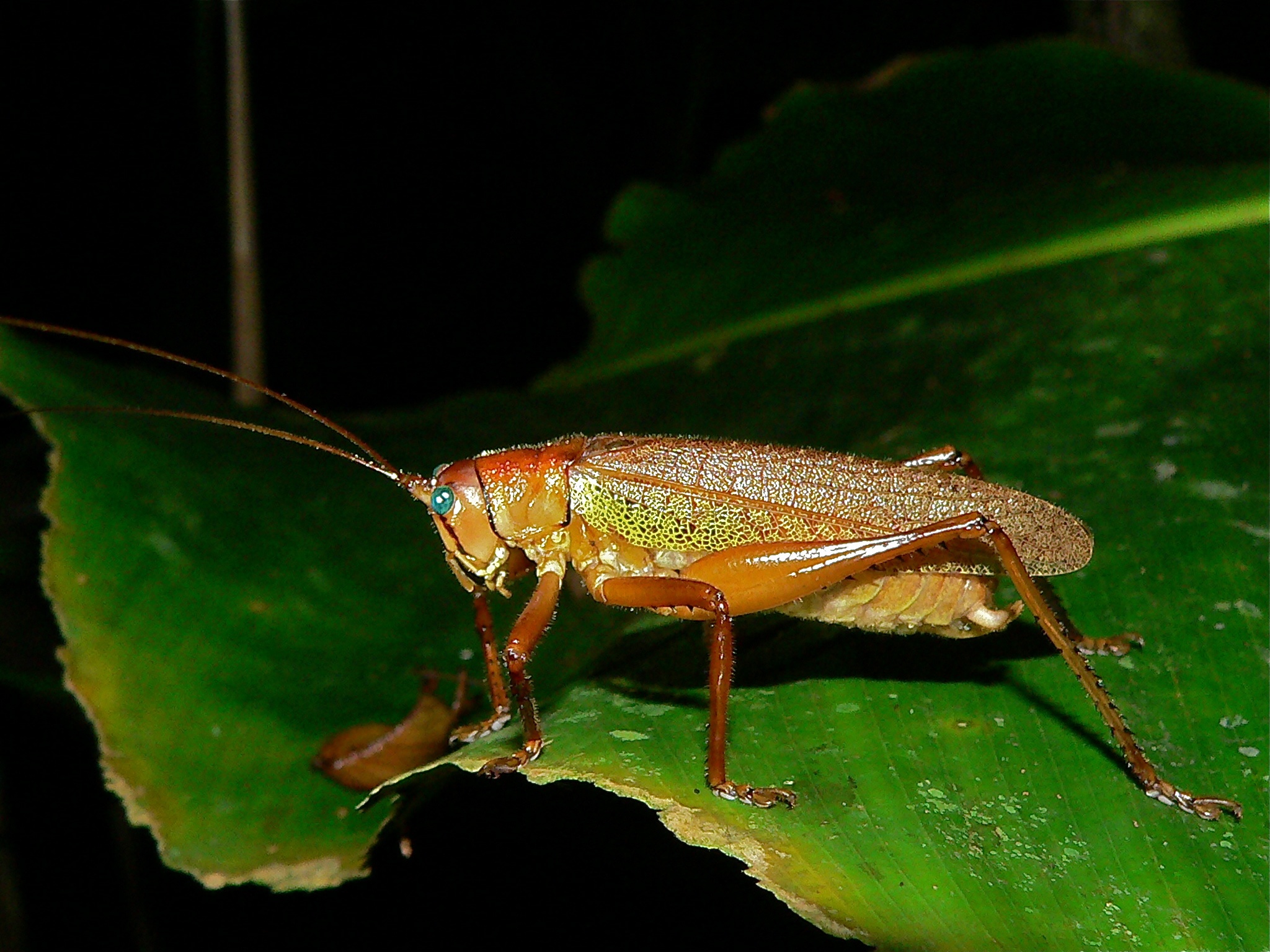 Blue-eyed Katydid (Tettigoniidae) (6941335880)