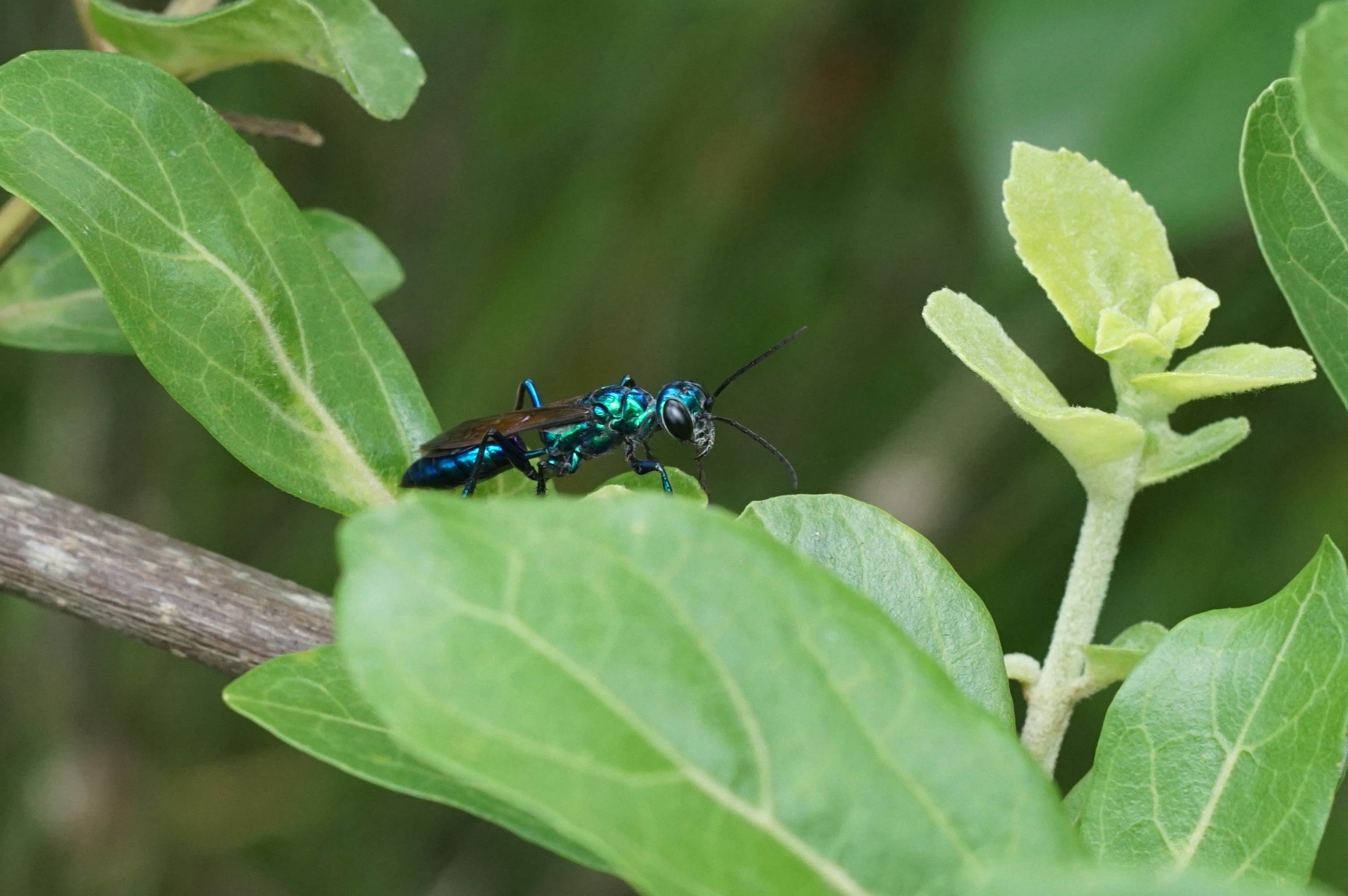Blue metallic wasp 05855