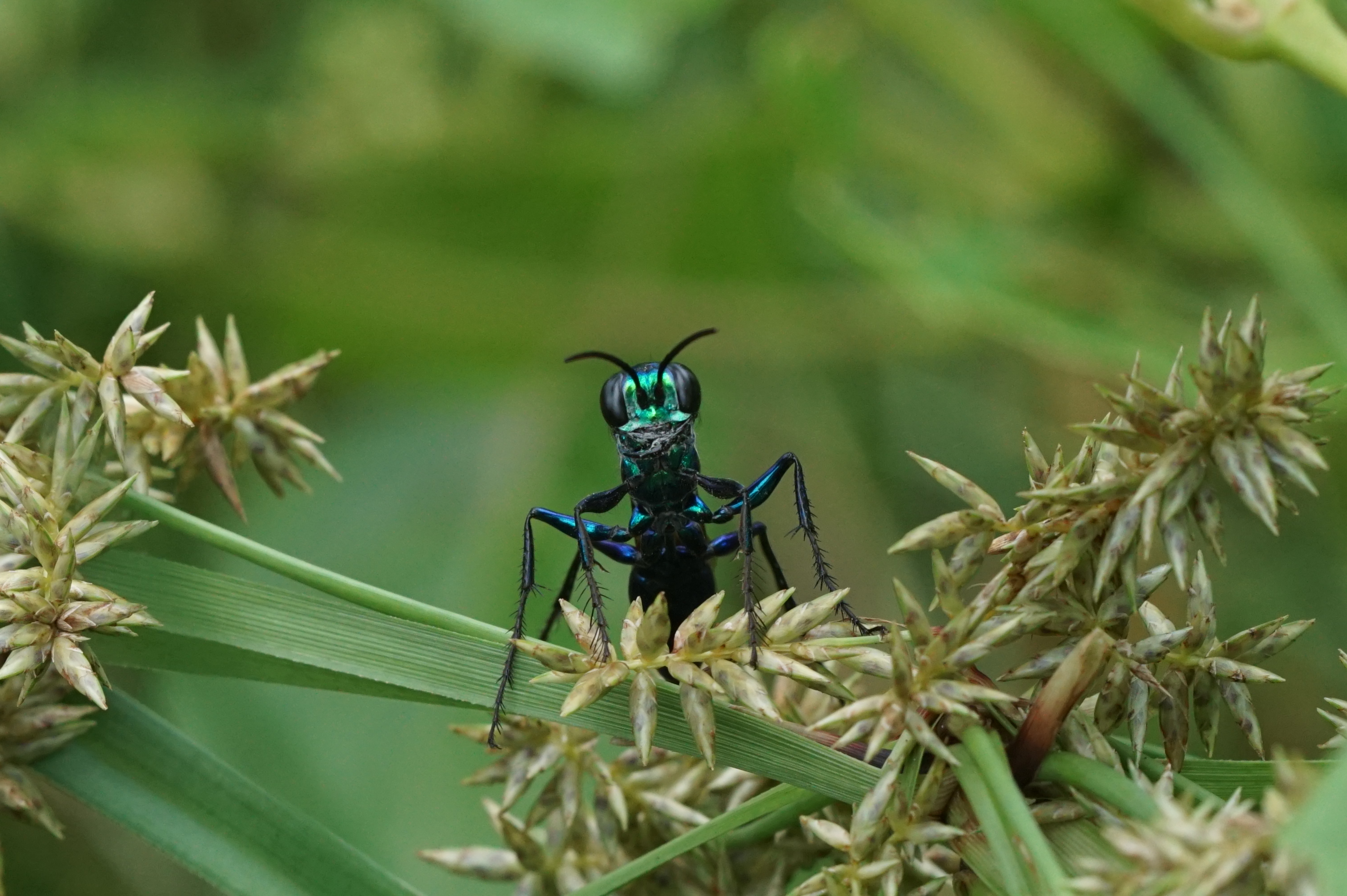 Blue metallic wasp 05911