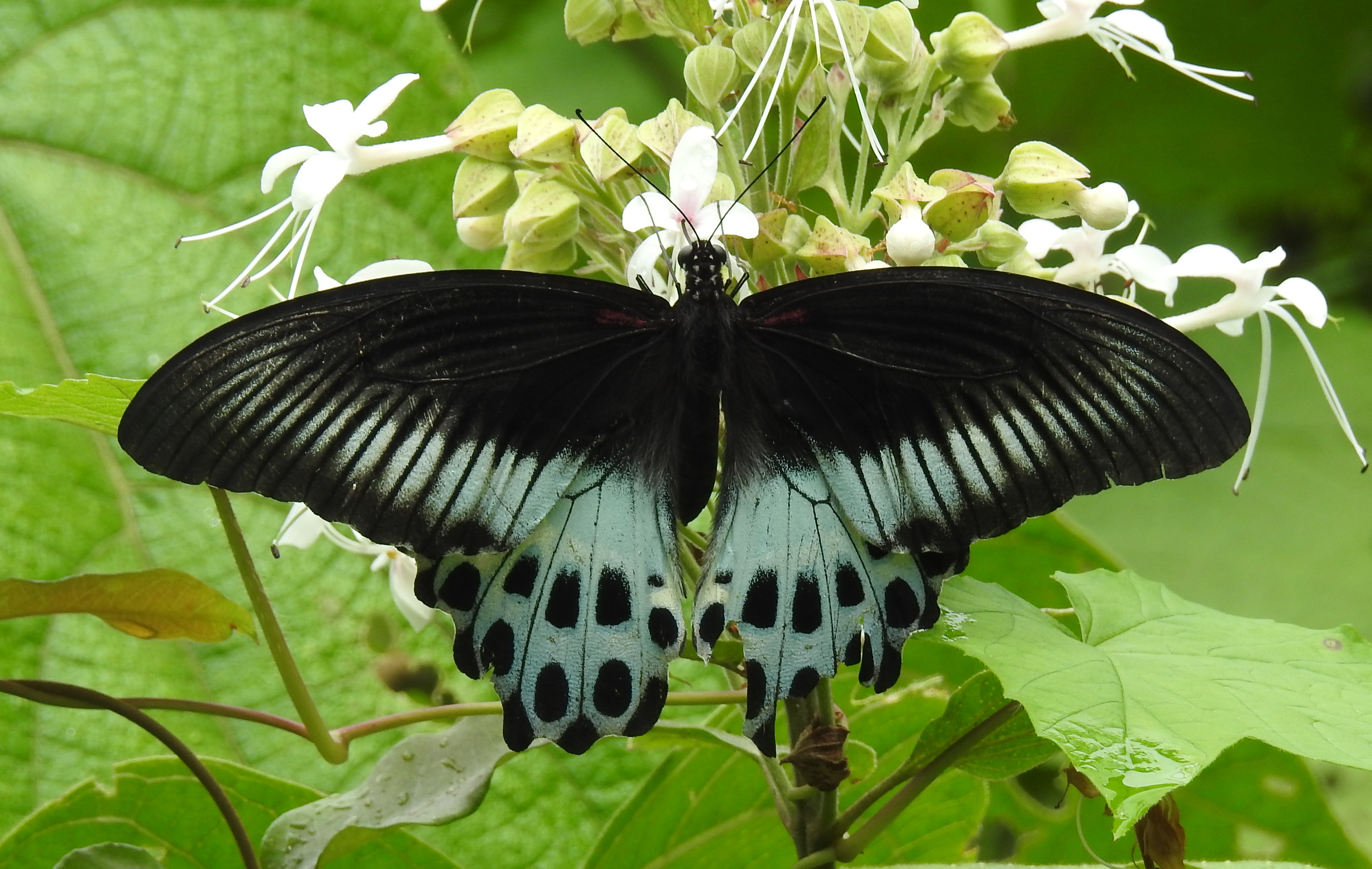 Blue Mormon Papilio polymnestor by Dr. Raju Kasambe DSCN0783 (14)