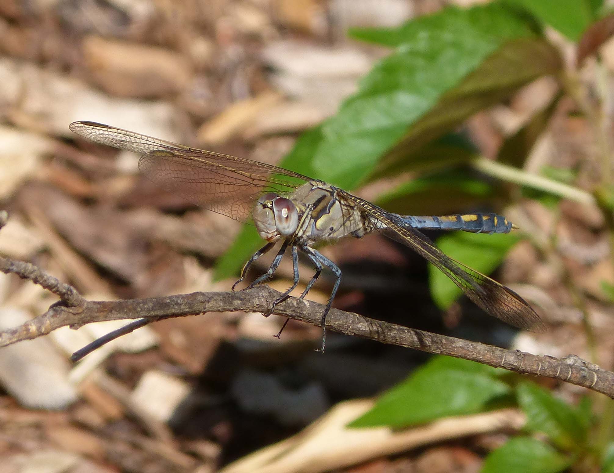 Blue Skimmer. Orthetrum caledonicum. Libellulidae. - Flickr - gailhampshire