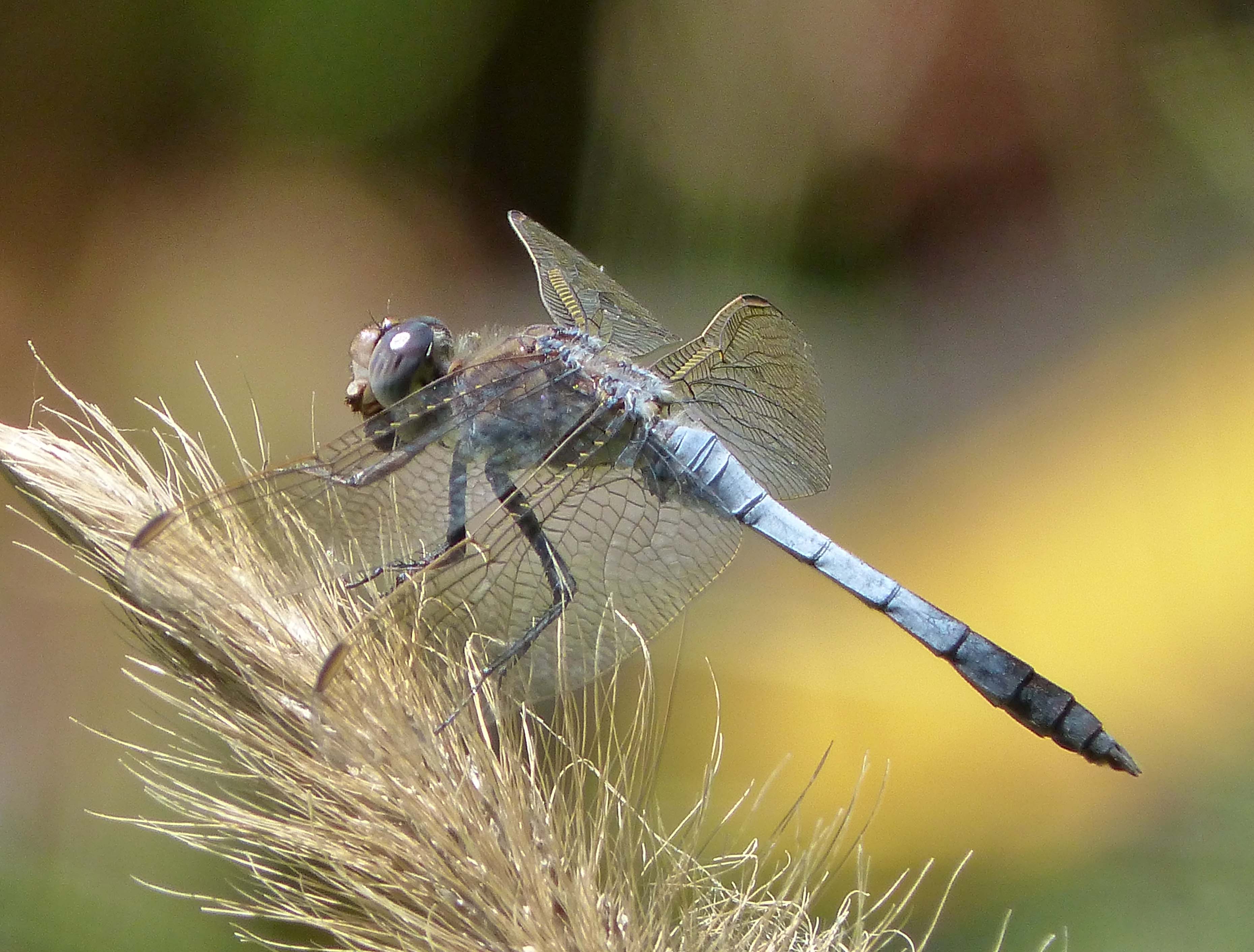 Blue Skimmer. Orthetrum caledonicum. Libellulidae. Mature Male. - Flickr - gailhampshire