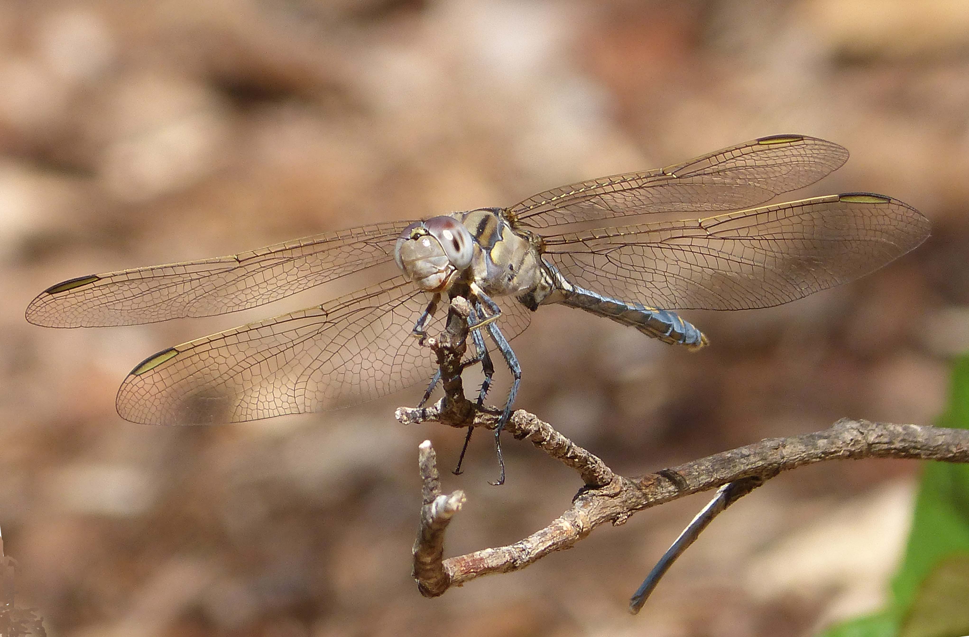 Blue Skimmer. Orthetrum caledonicum. Libellulidae. Young Male - Flickr - gailhampshire