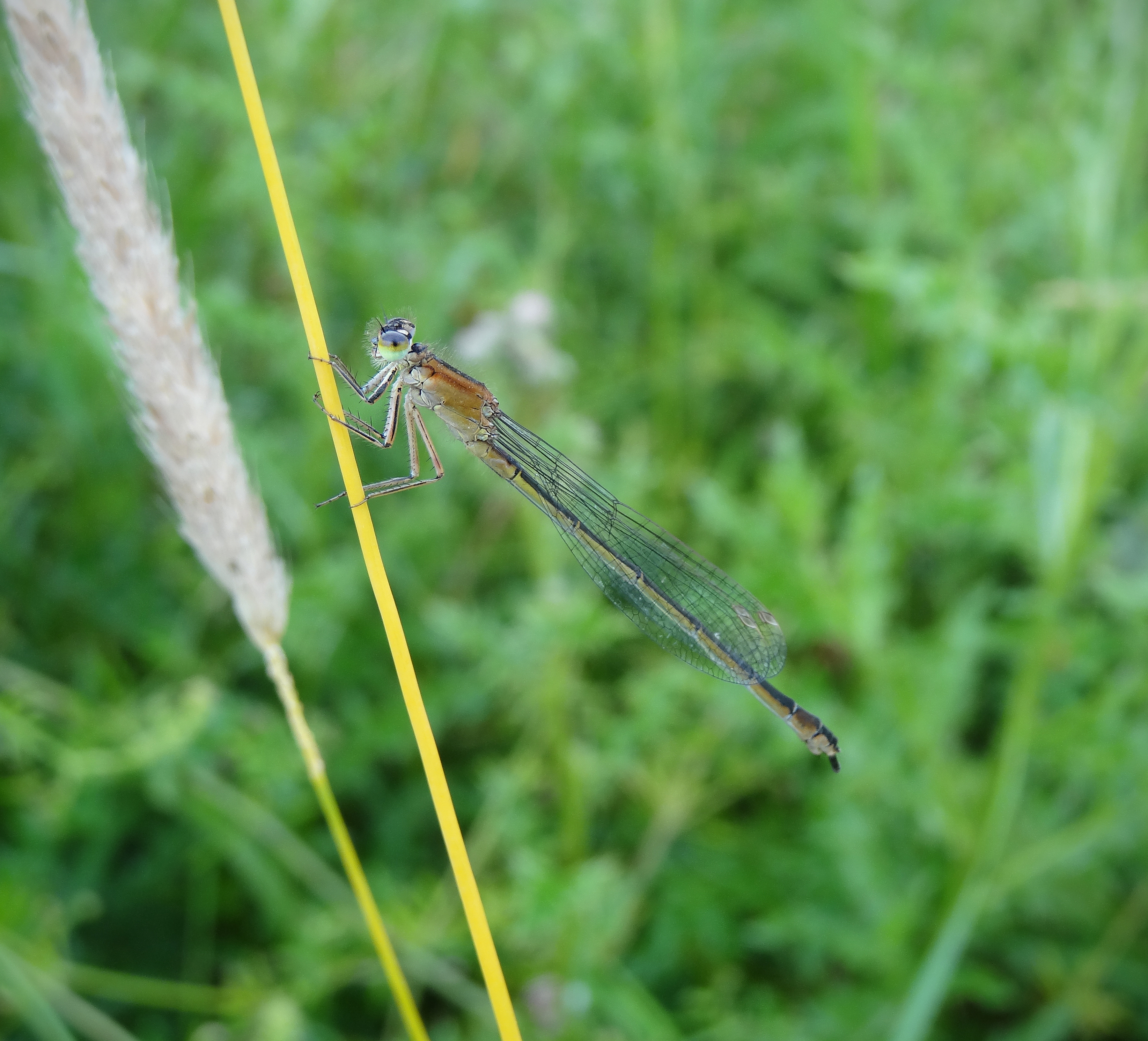 Blue-tailed Damselfly, Ischnura elegans (18866136993)