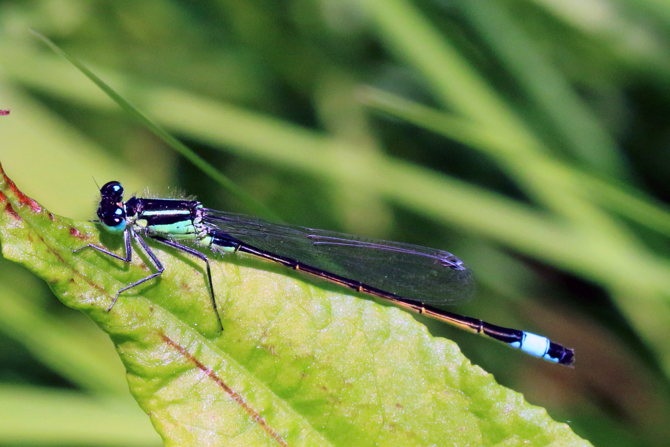 Blue-tailed damselfly (Ischnura elegans) male adult