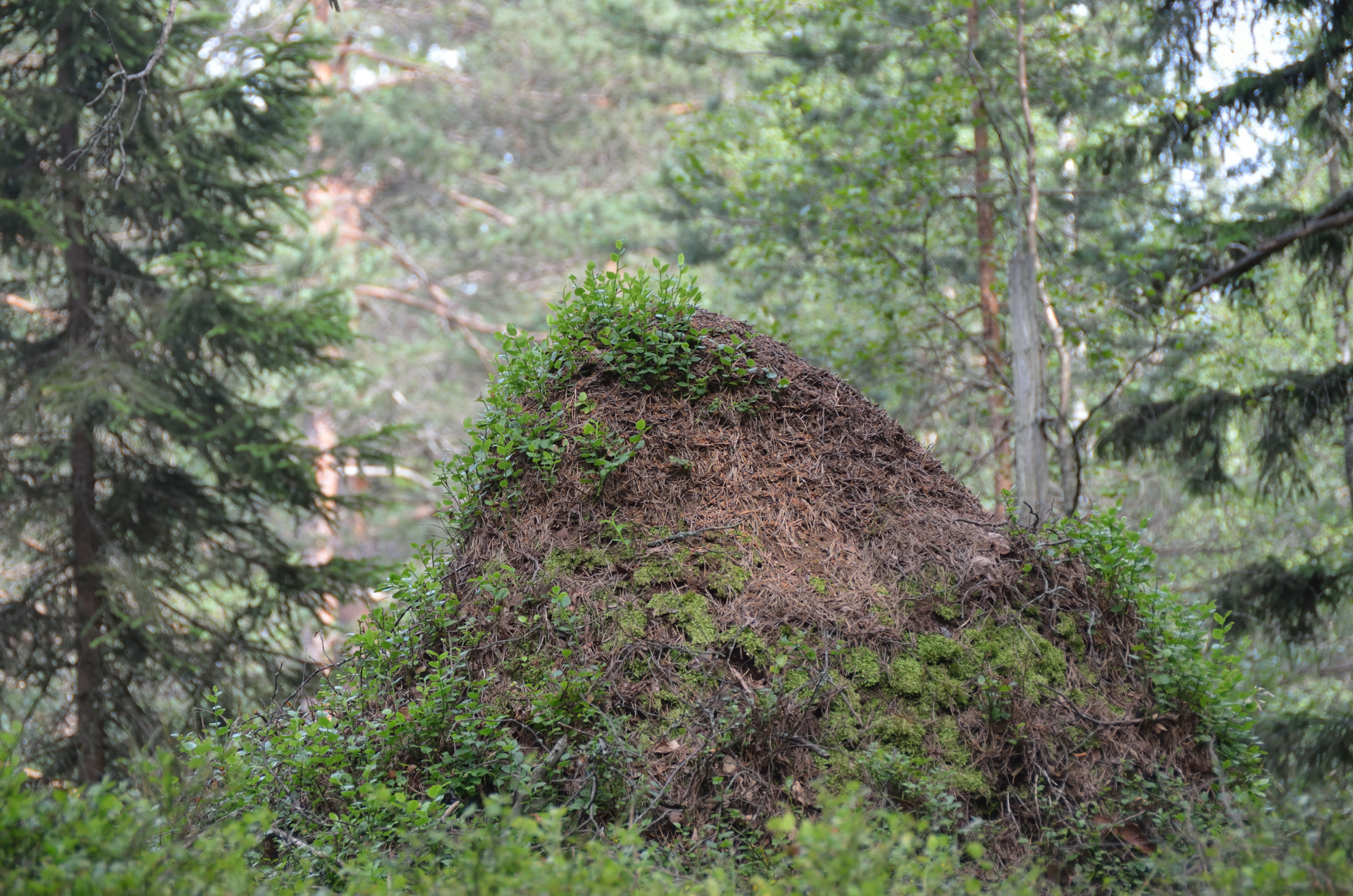 Blueberry Ant colony