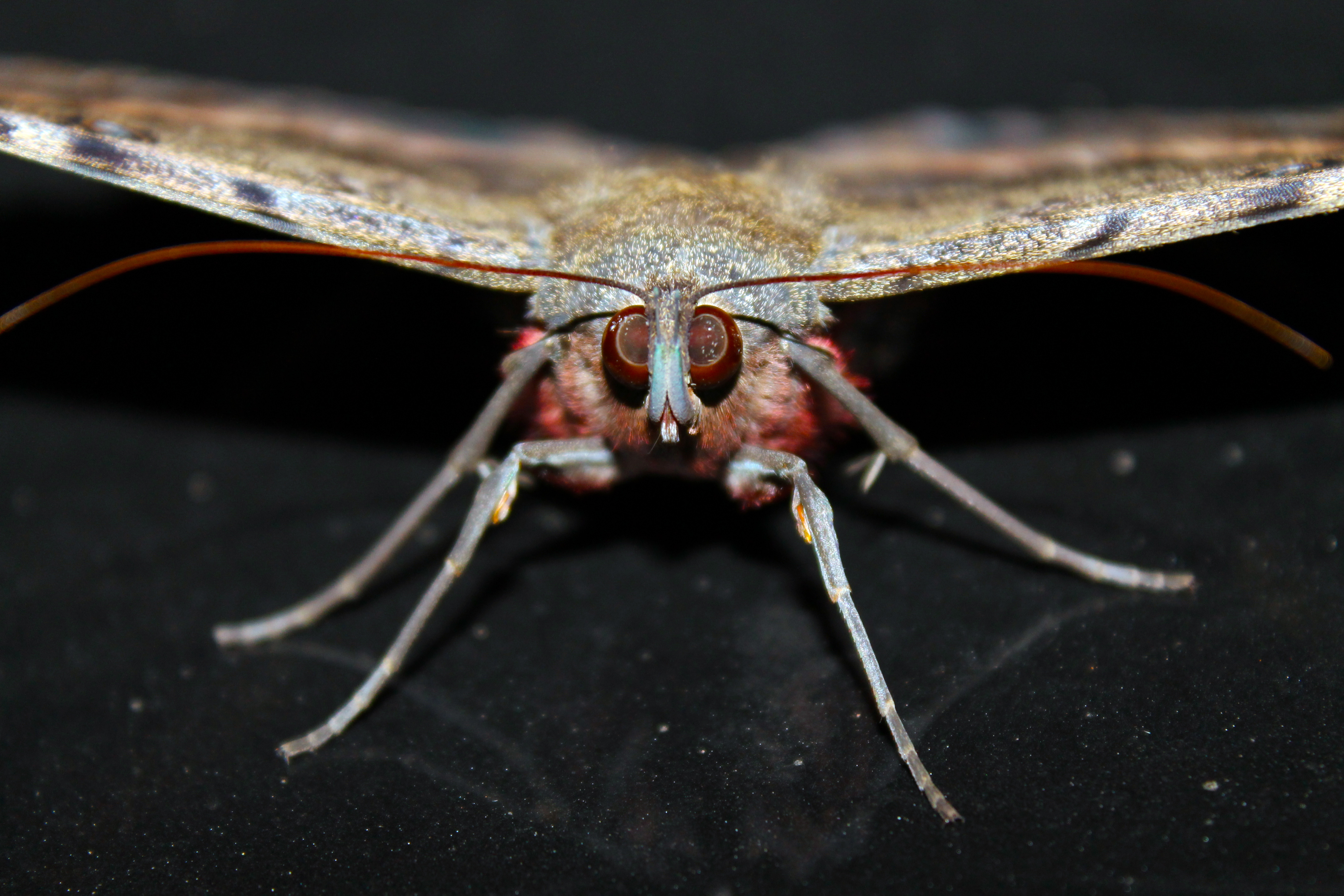 Boa notícia! A Visita de uma mariposa noturna