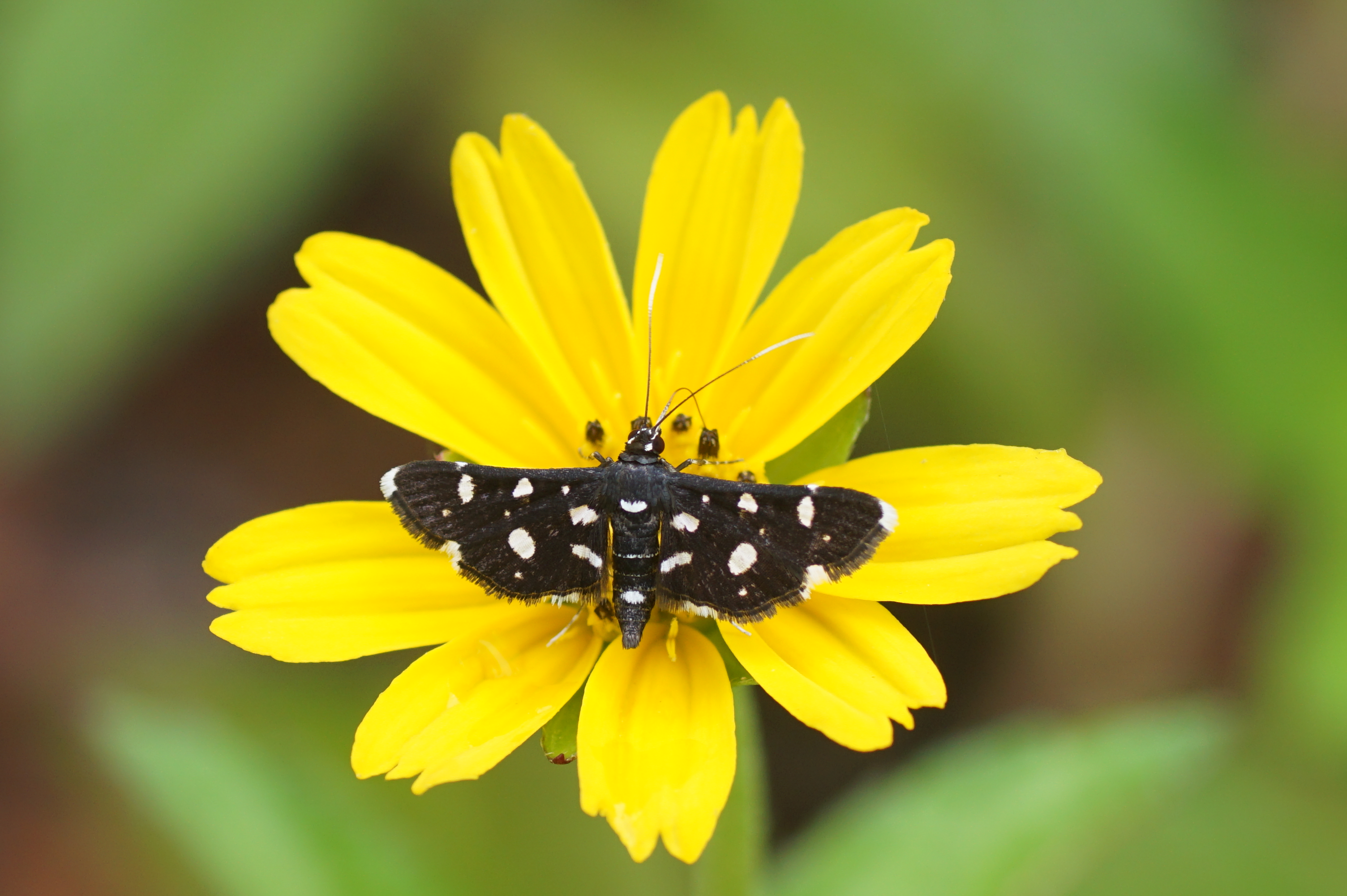 Bocchoris inspersalis 00346