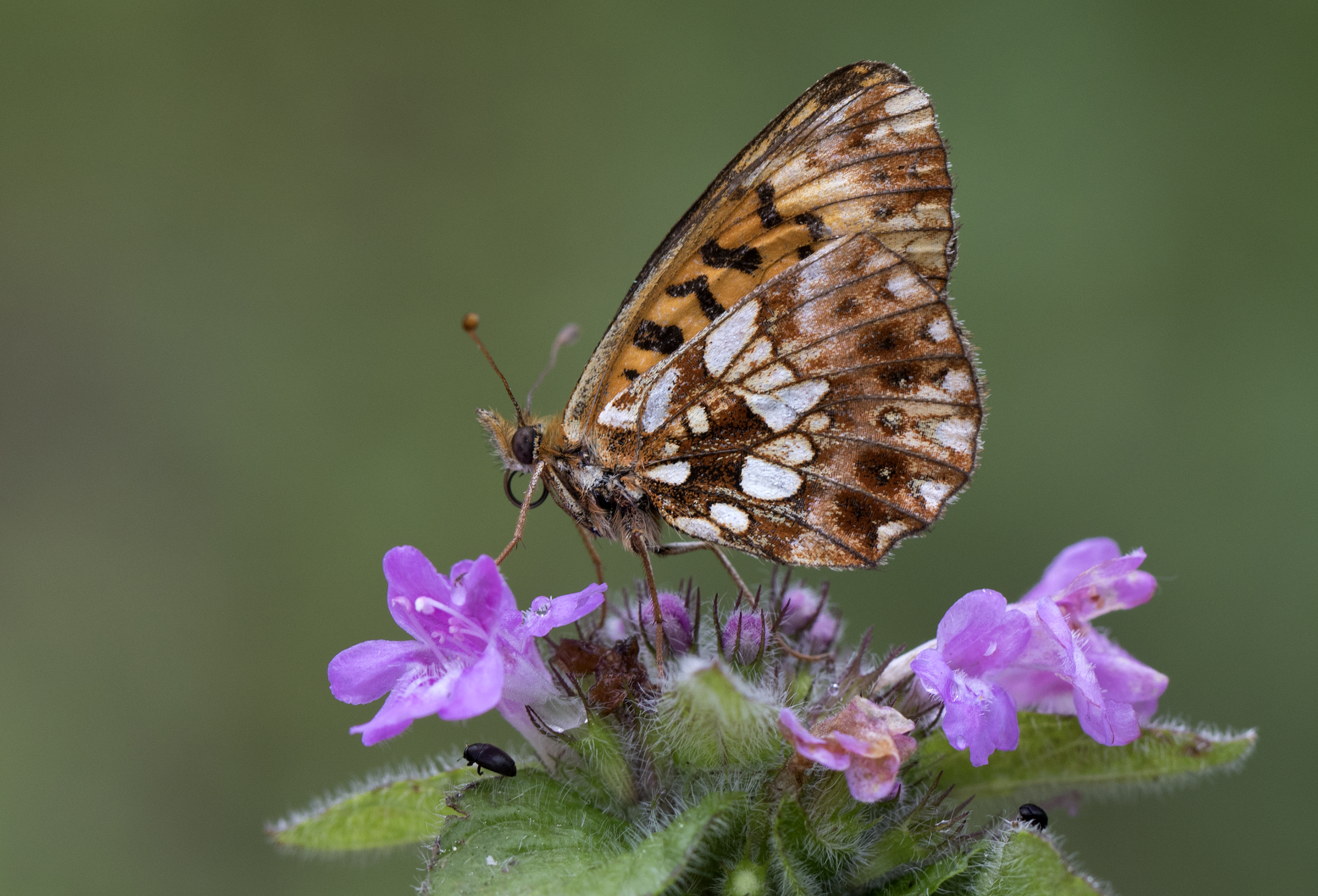 Boloria dia, Giresun 2017-07-06 01-2
