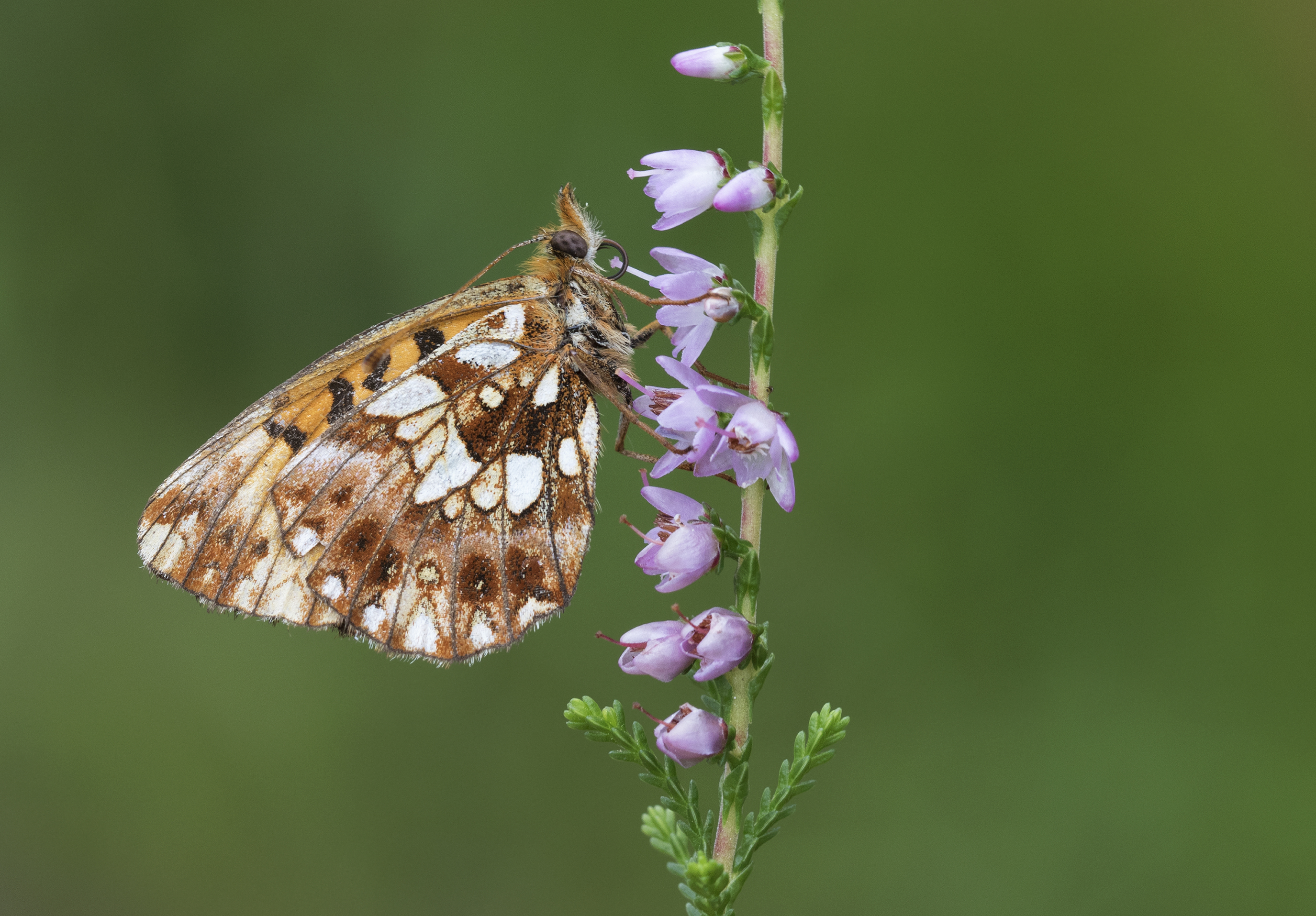 Boloria dia, Giresun 2017-07-06 05-2