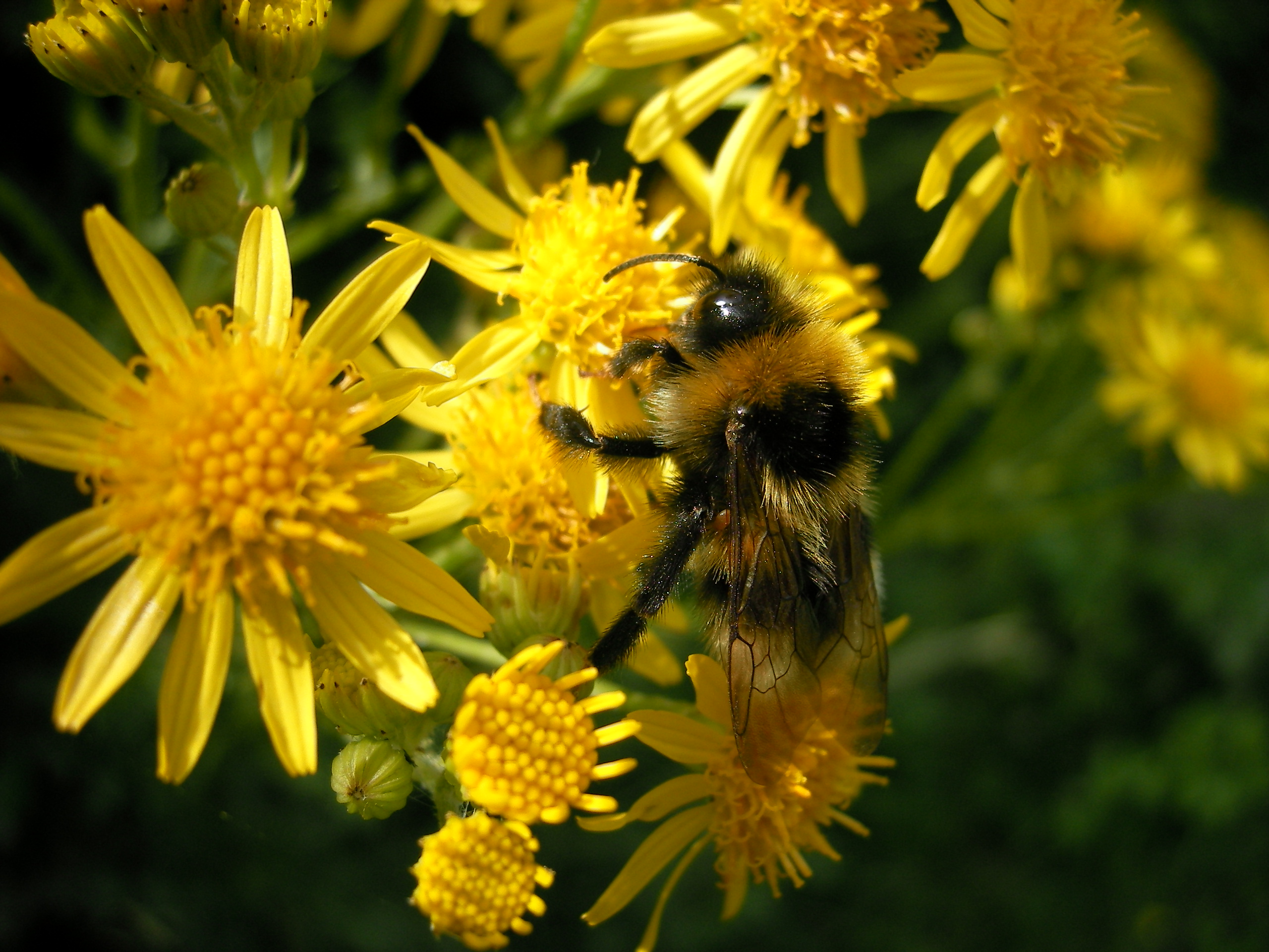 Bombus025