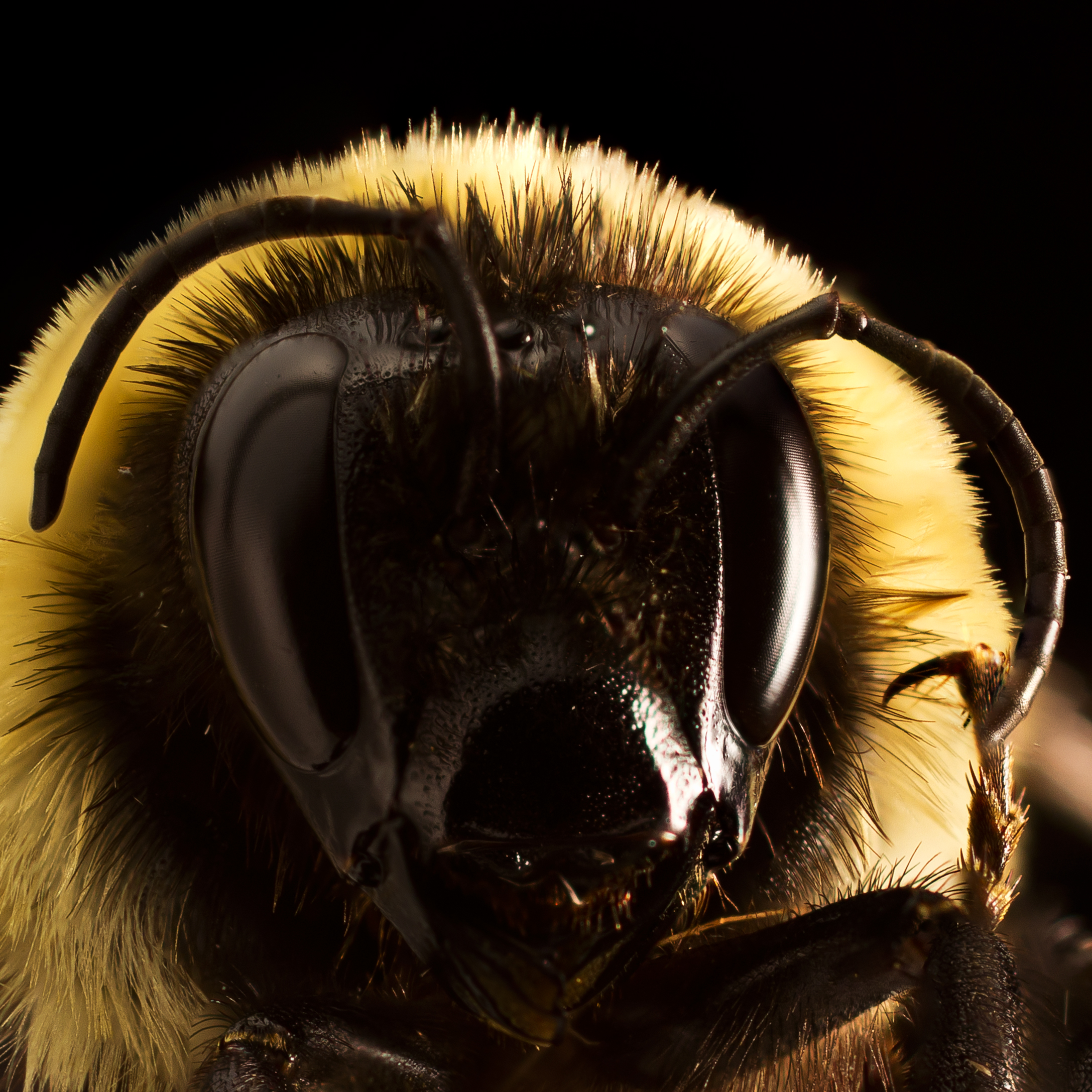 Bombus2 (12245612453)