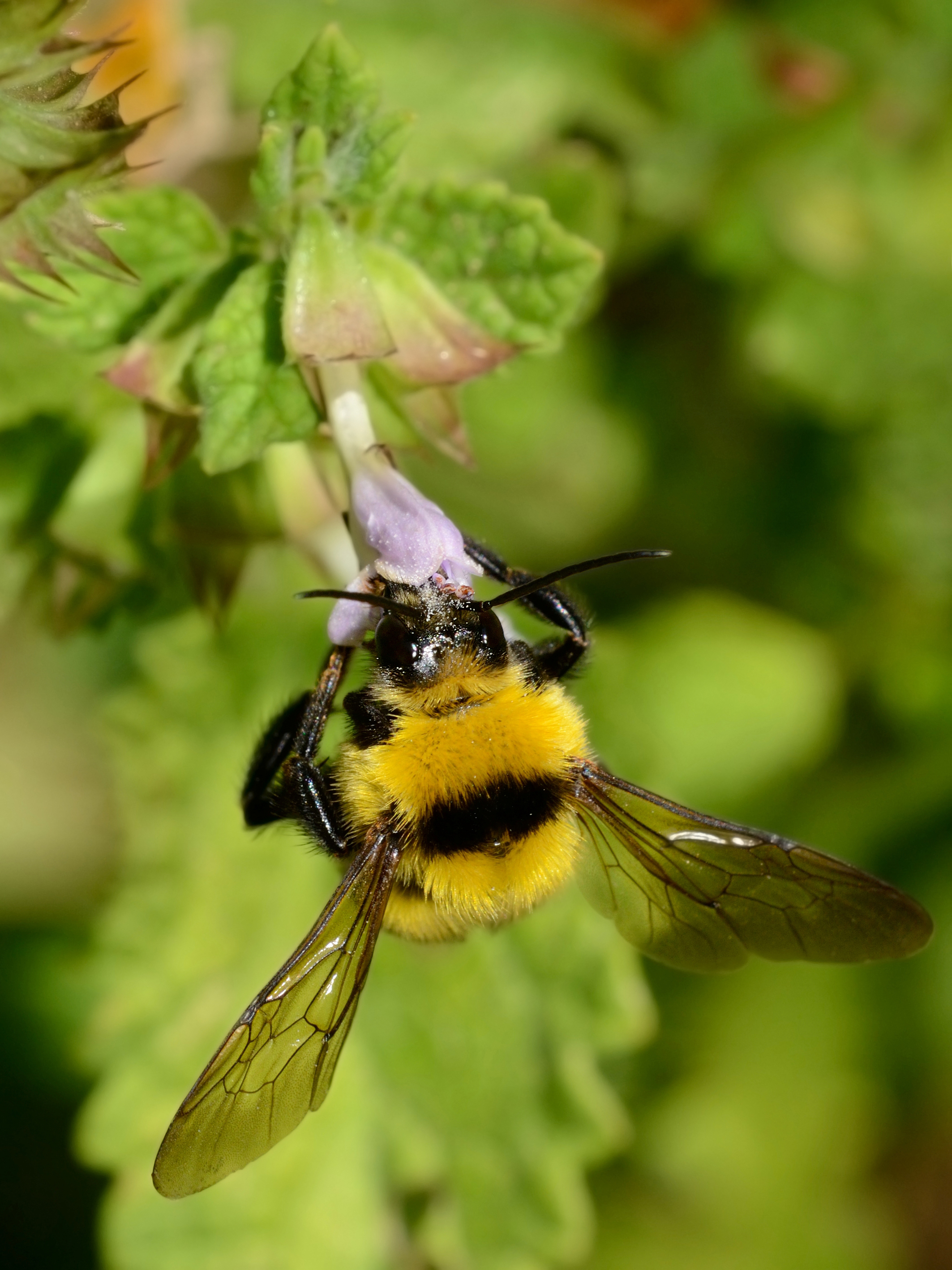 Bombus argillaceus male 1