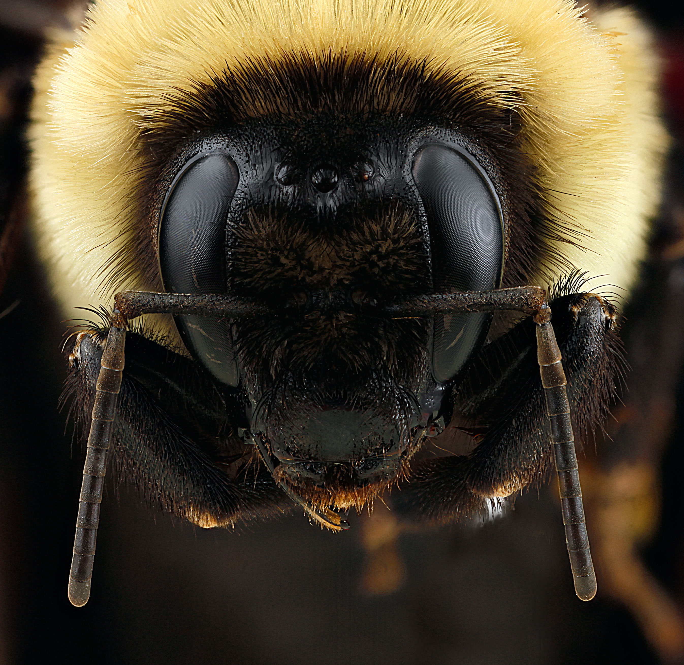 Bombus griseocollis frontal