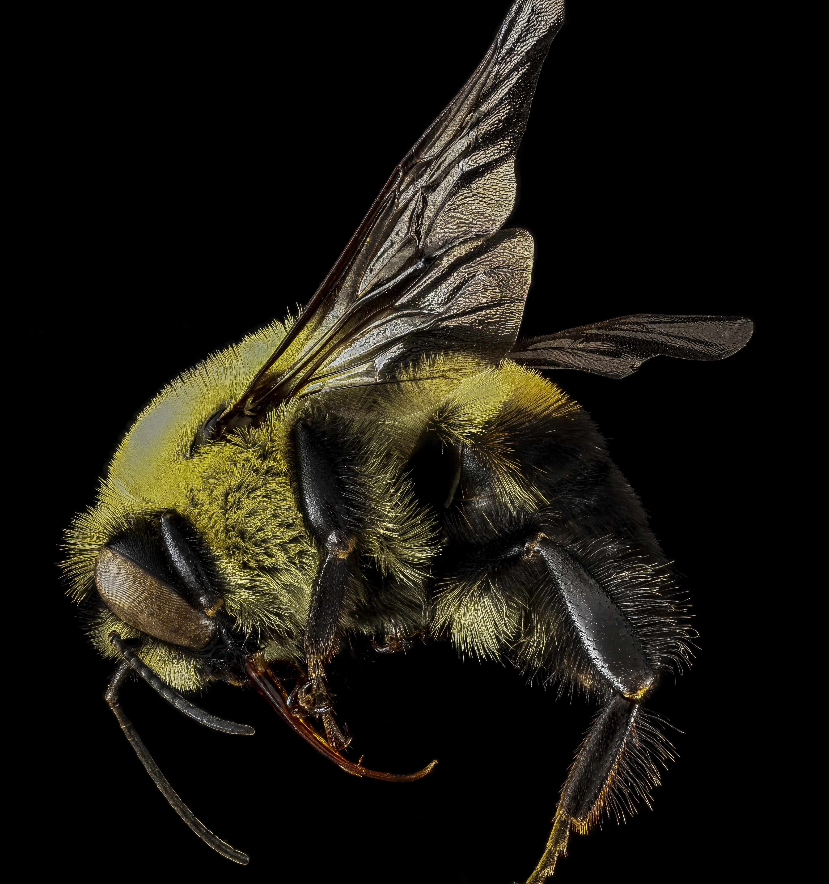 Bombus griseocollis m