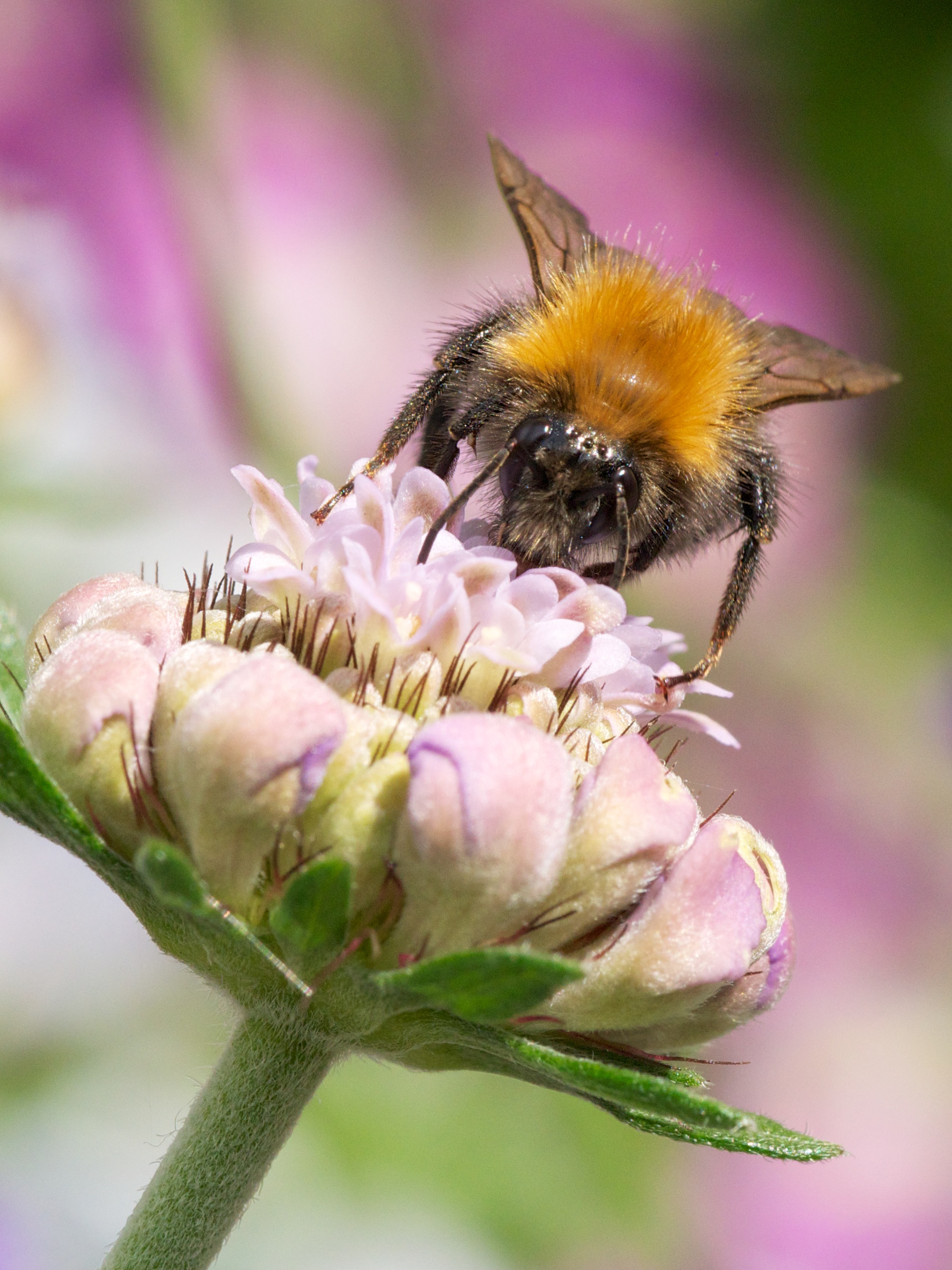 Bombus hypnorum Zurich 2014 3
