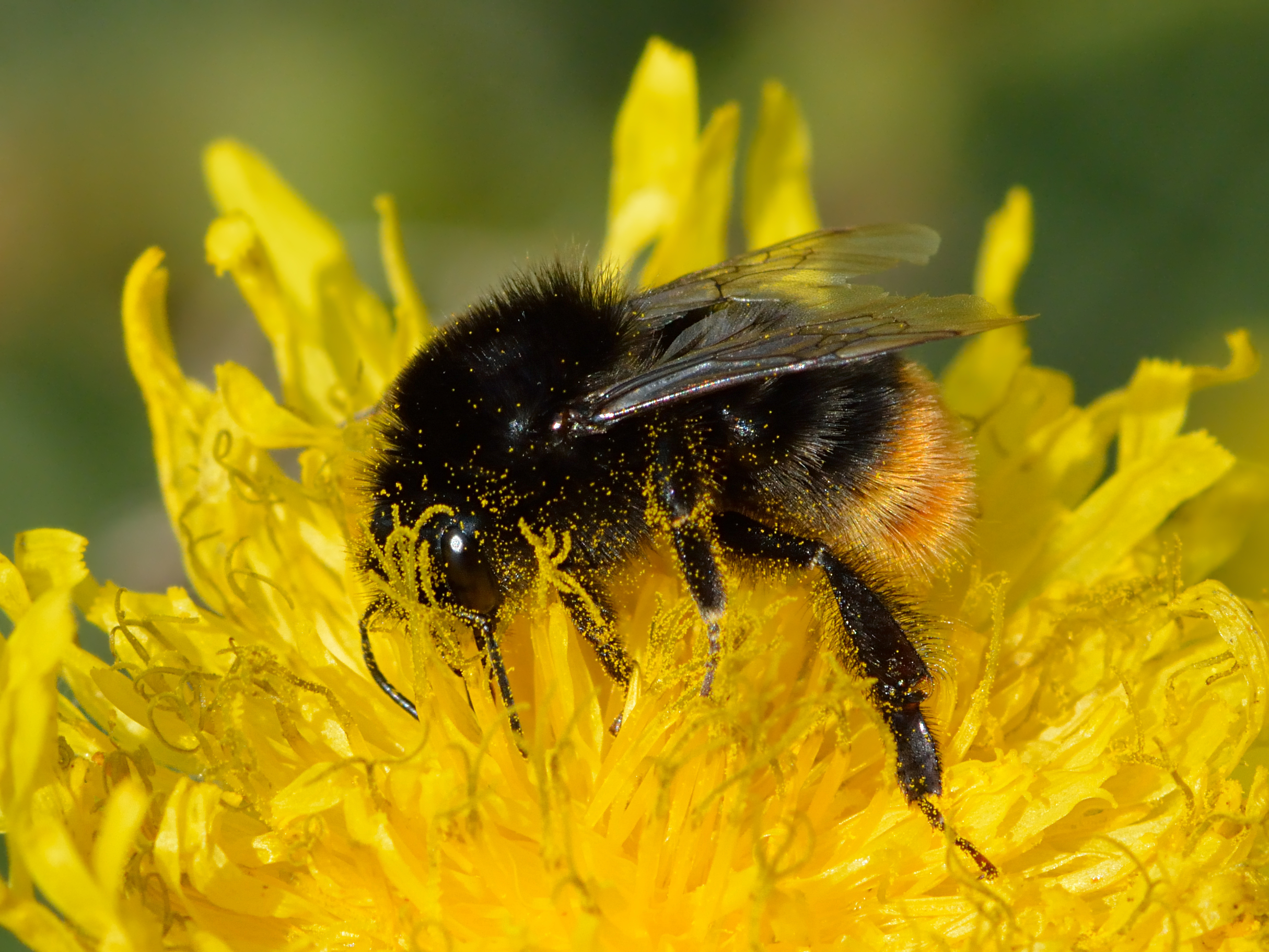Bombus lapidarius - Sonchus asper - Keila