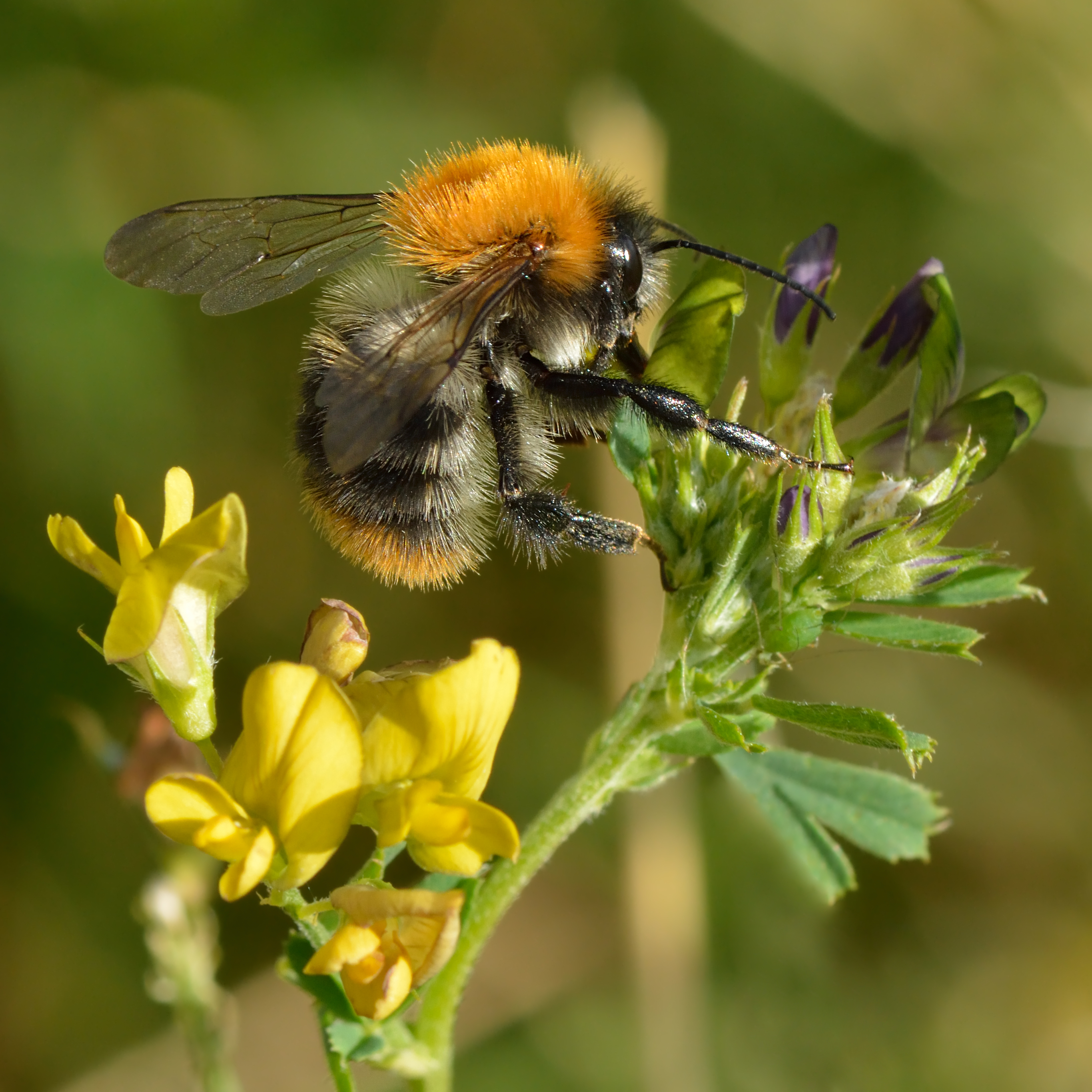 Bombus pascuorum (male) - Medicago x varia - Keila
