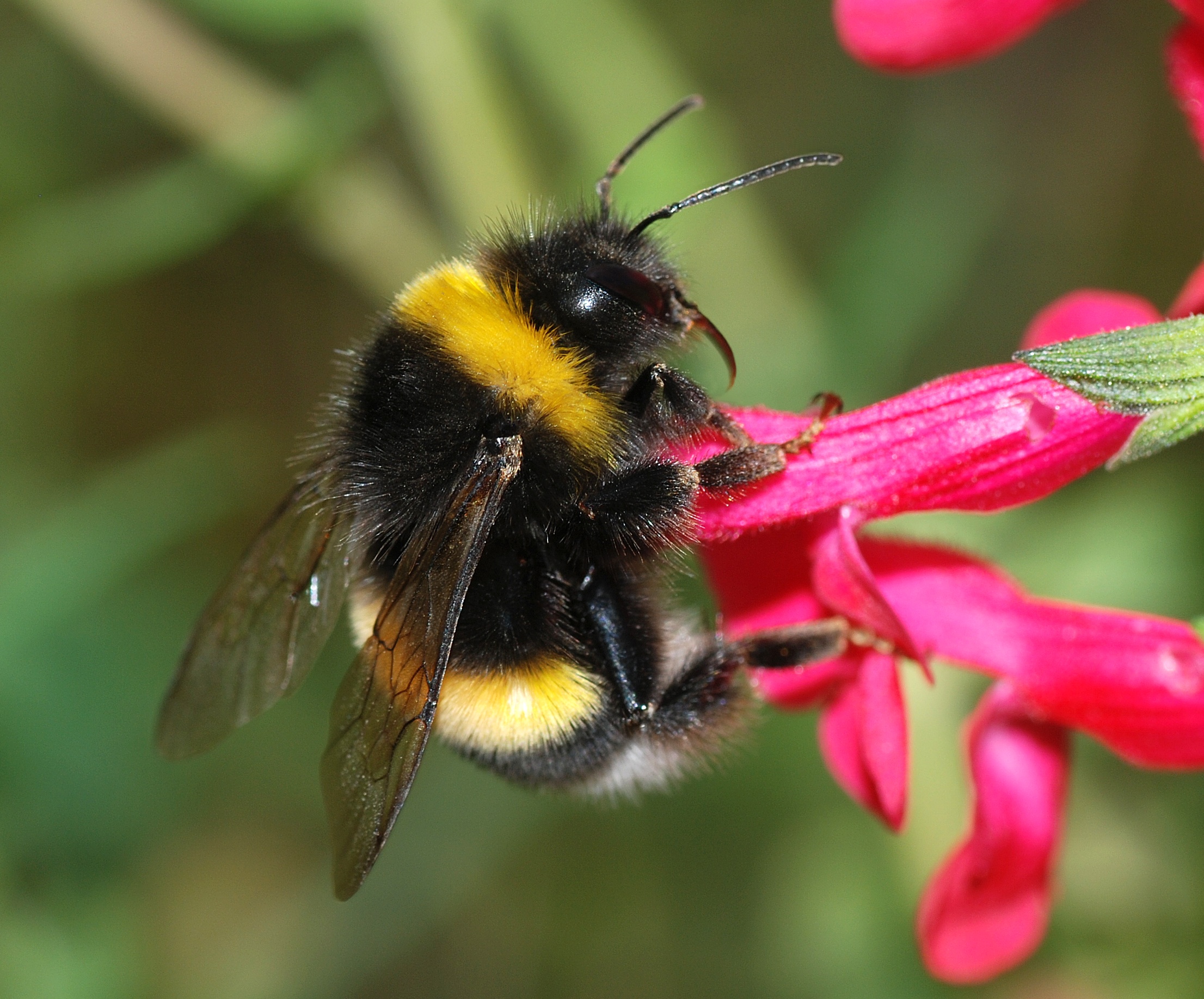 Bombus September 2007-2