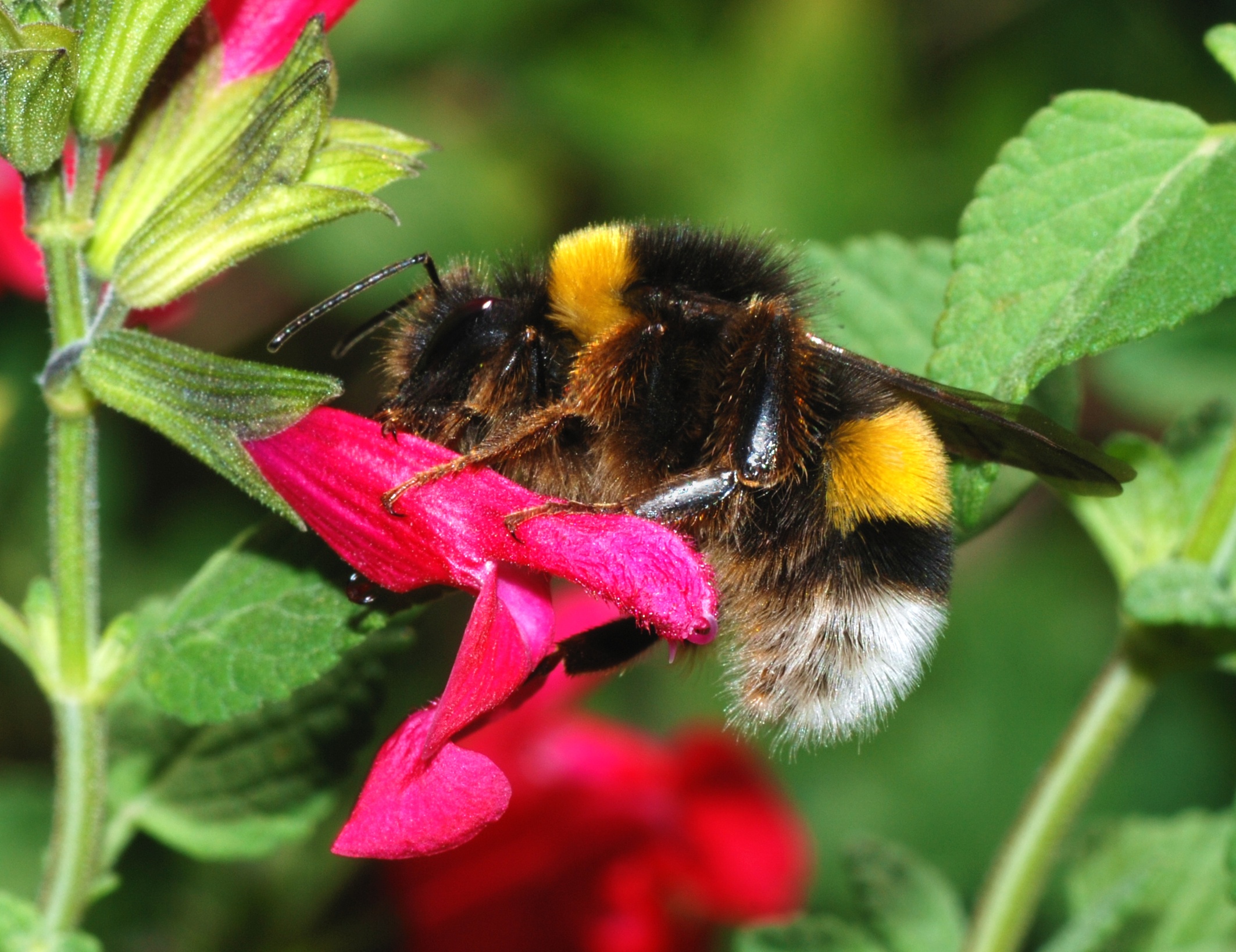 Bombus September 2007-4
