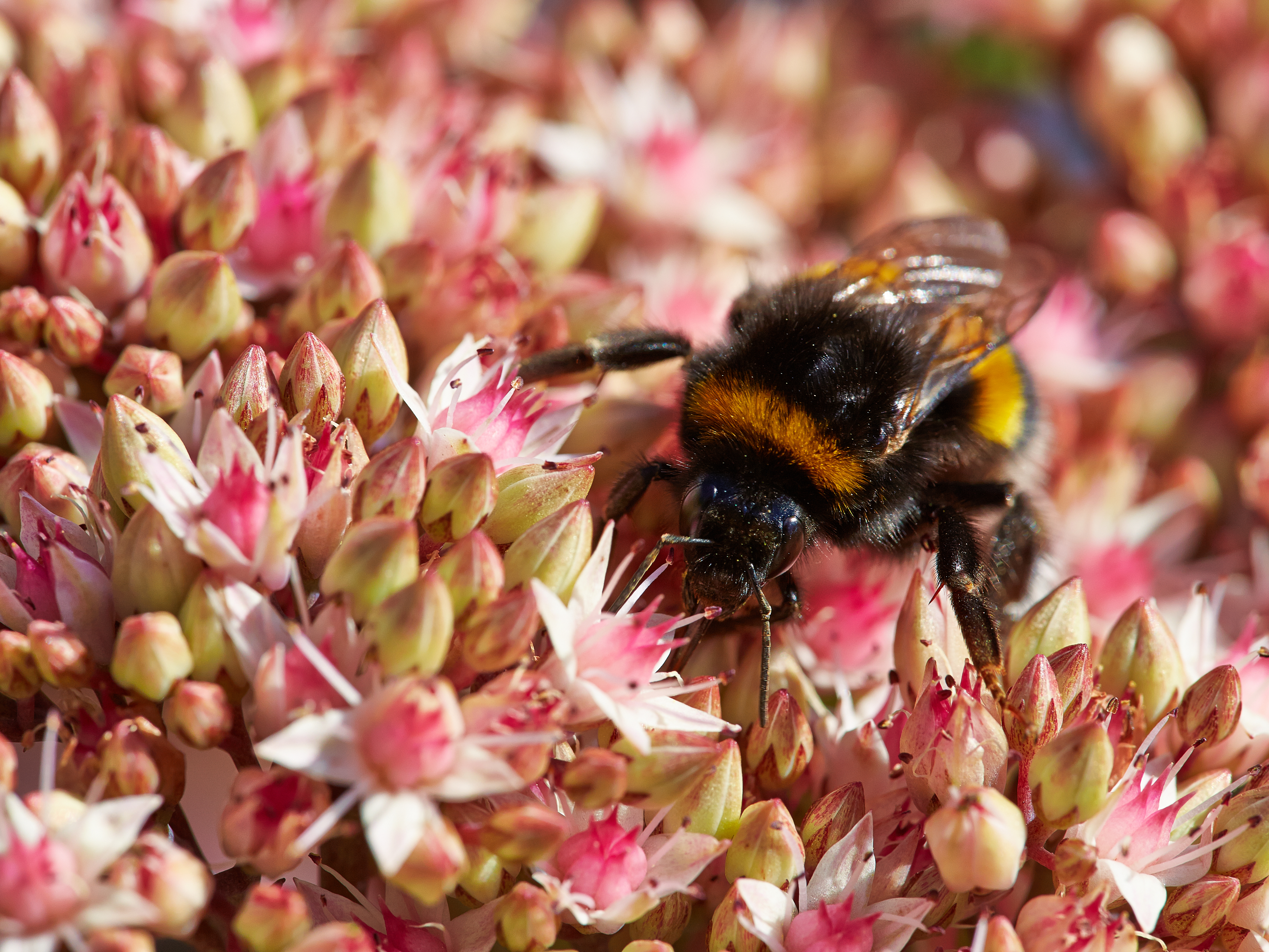 Bombus sp.-IMG 8910