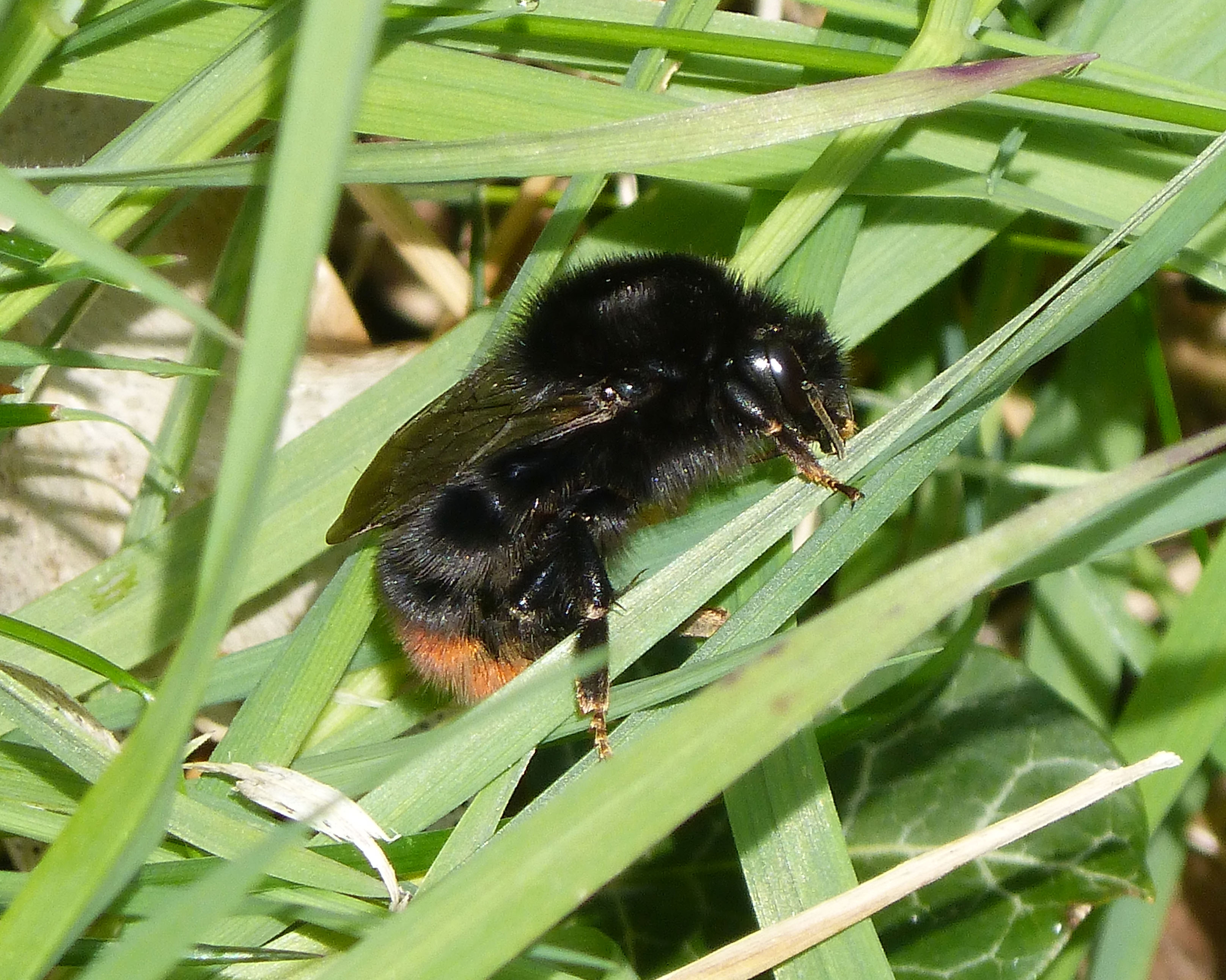 Bombus sp. Queen. (B. lapidarius^) - Flickr - gailhampshire (1)