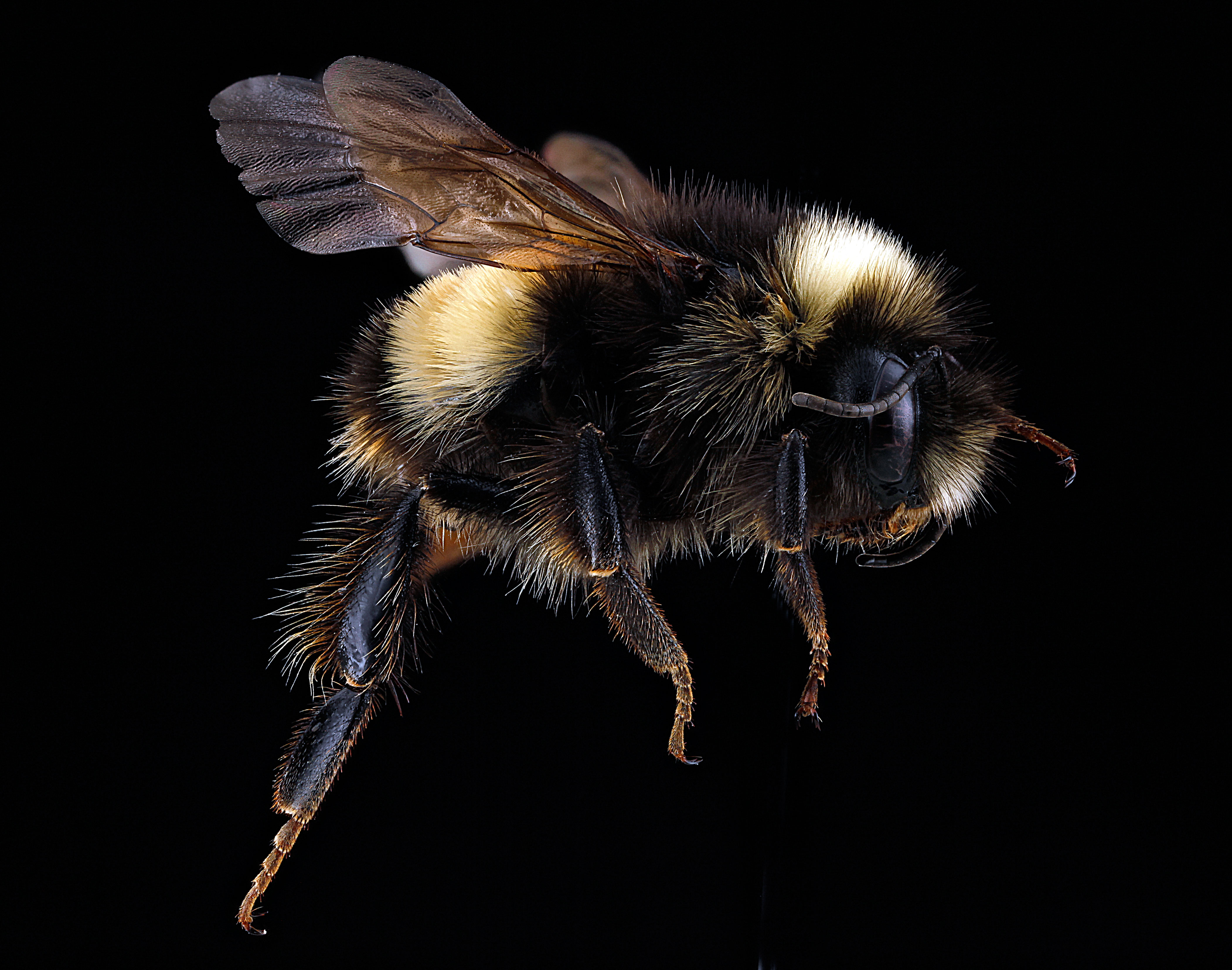 Bombus terricola