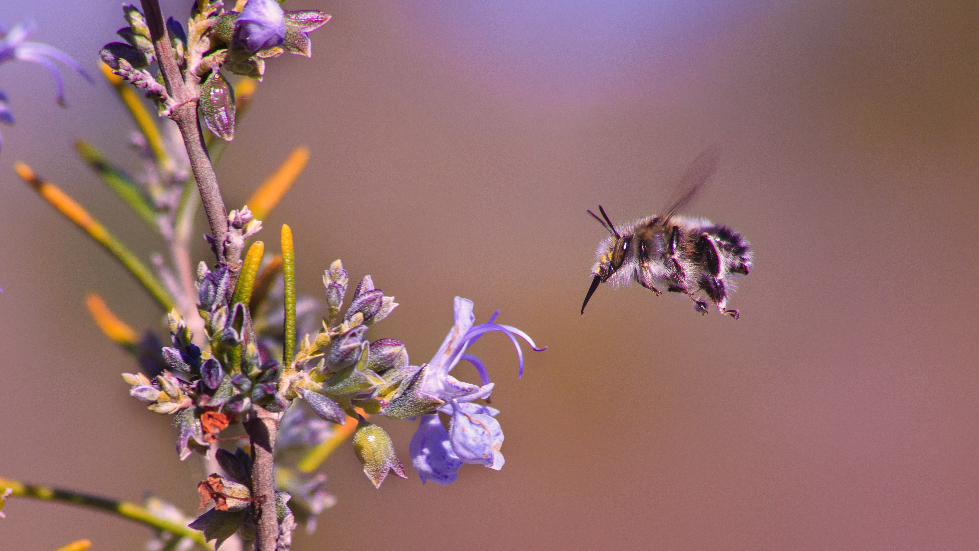 Bombyle ou autre ... en vol (25134499509)