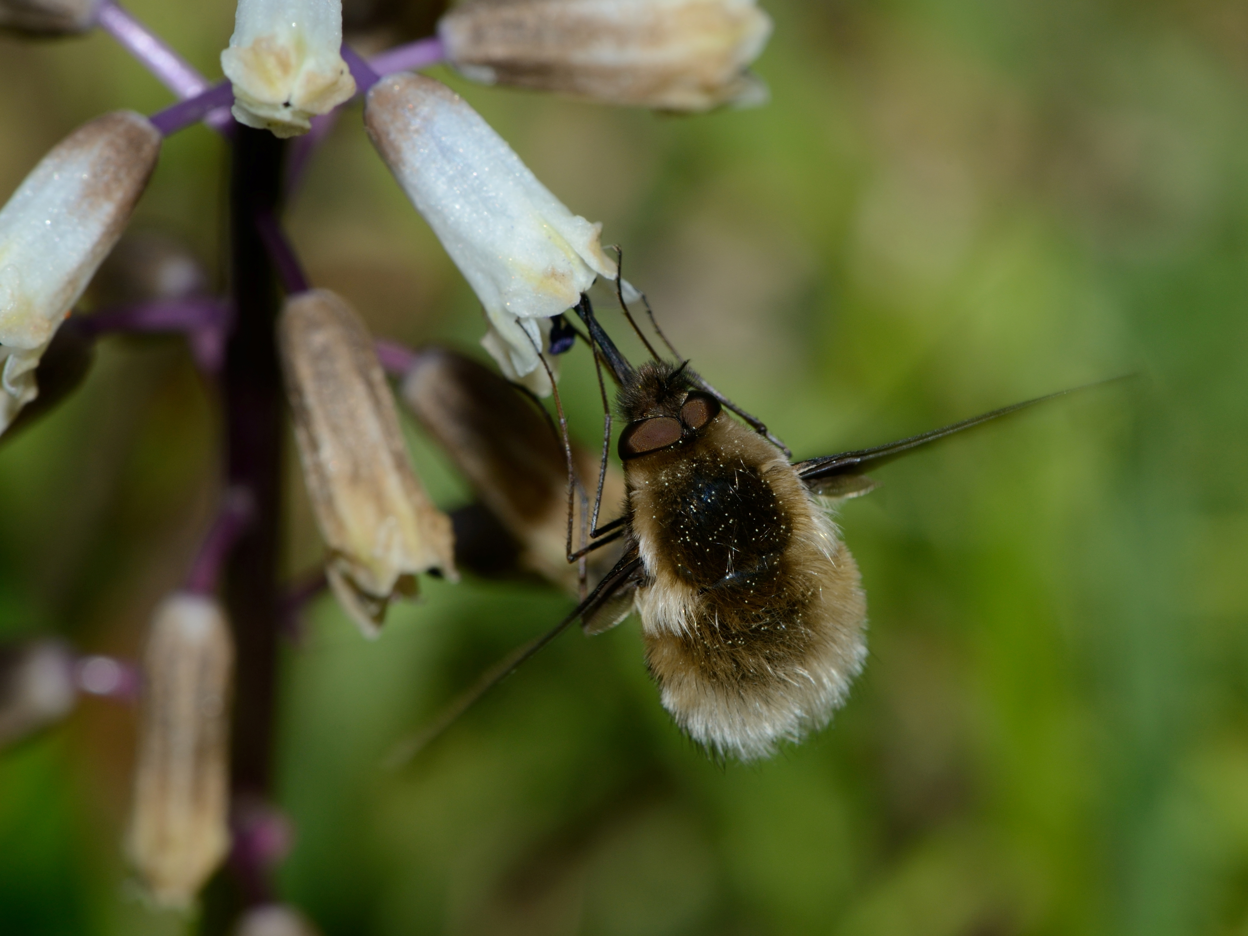 Bombyliid on Bellevalia 1