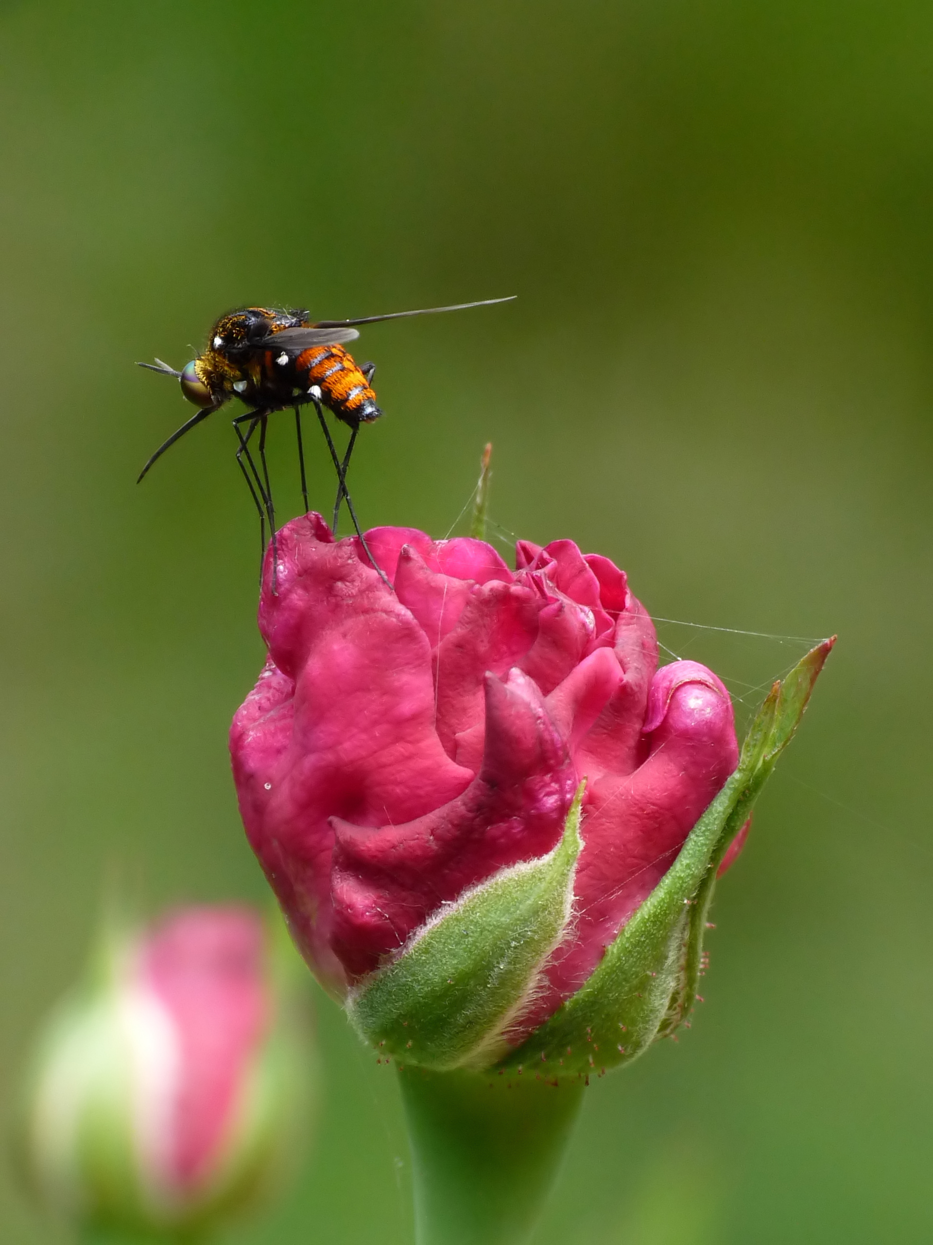 Bombyliidae 3 by kadavoor