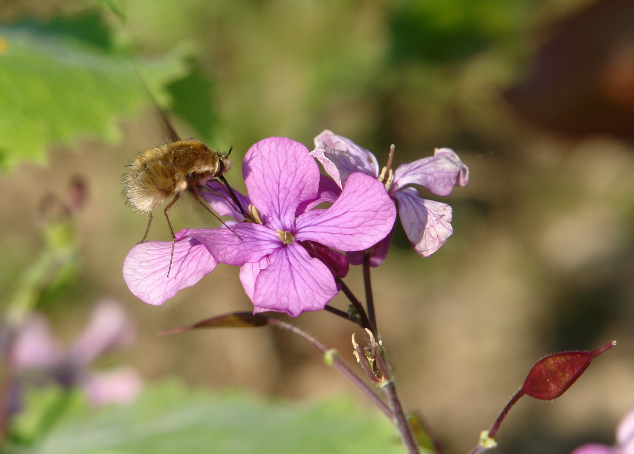 Bombylius major gathering nectar