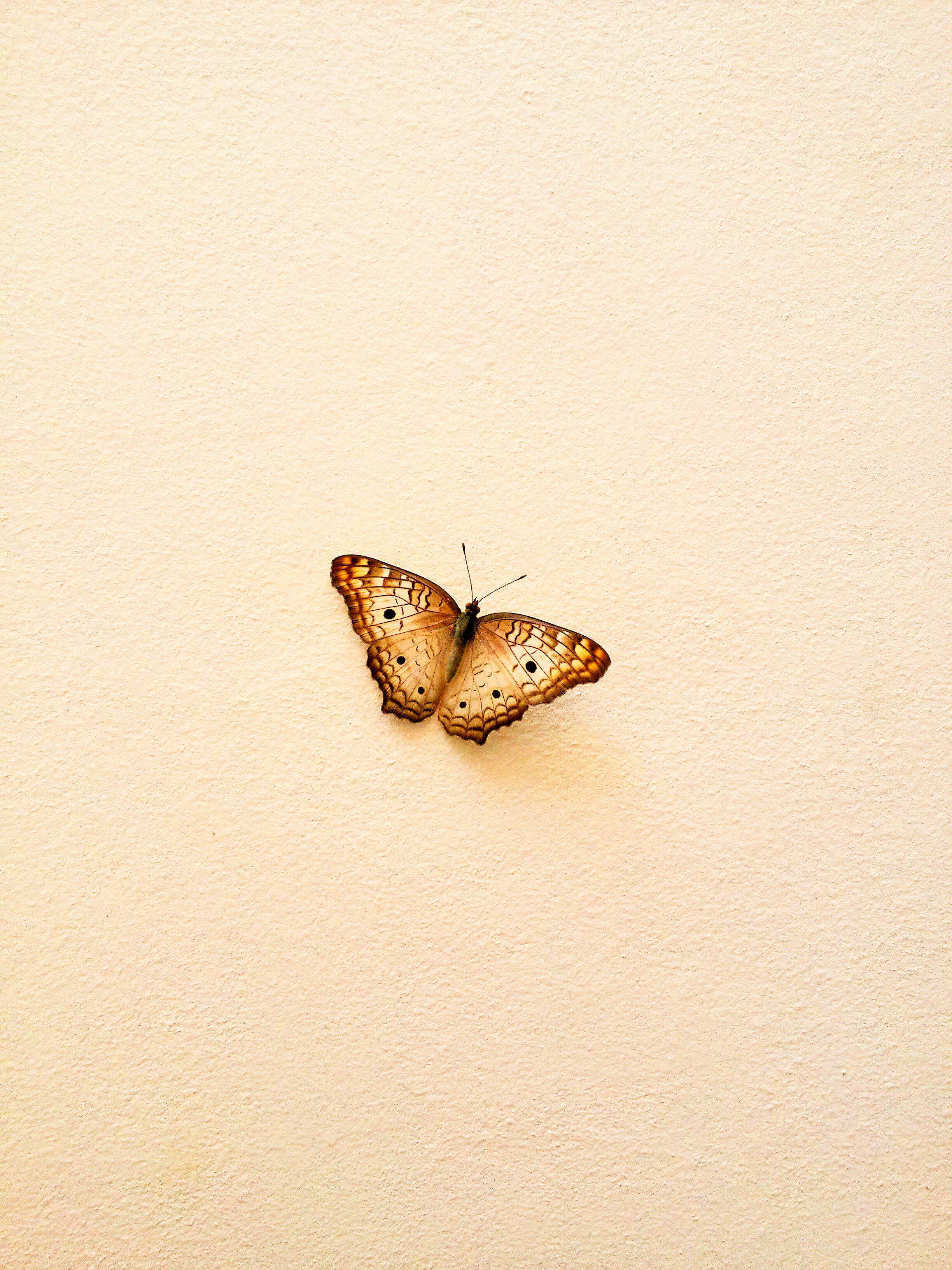 Borboleta na parede