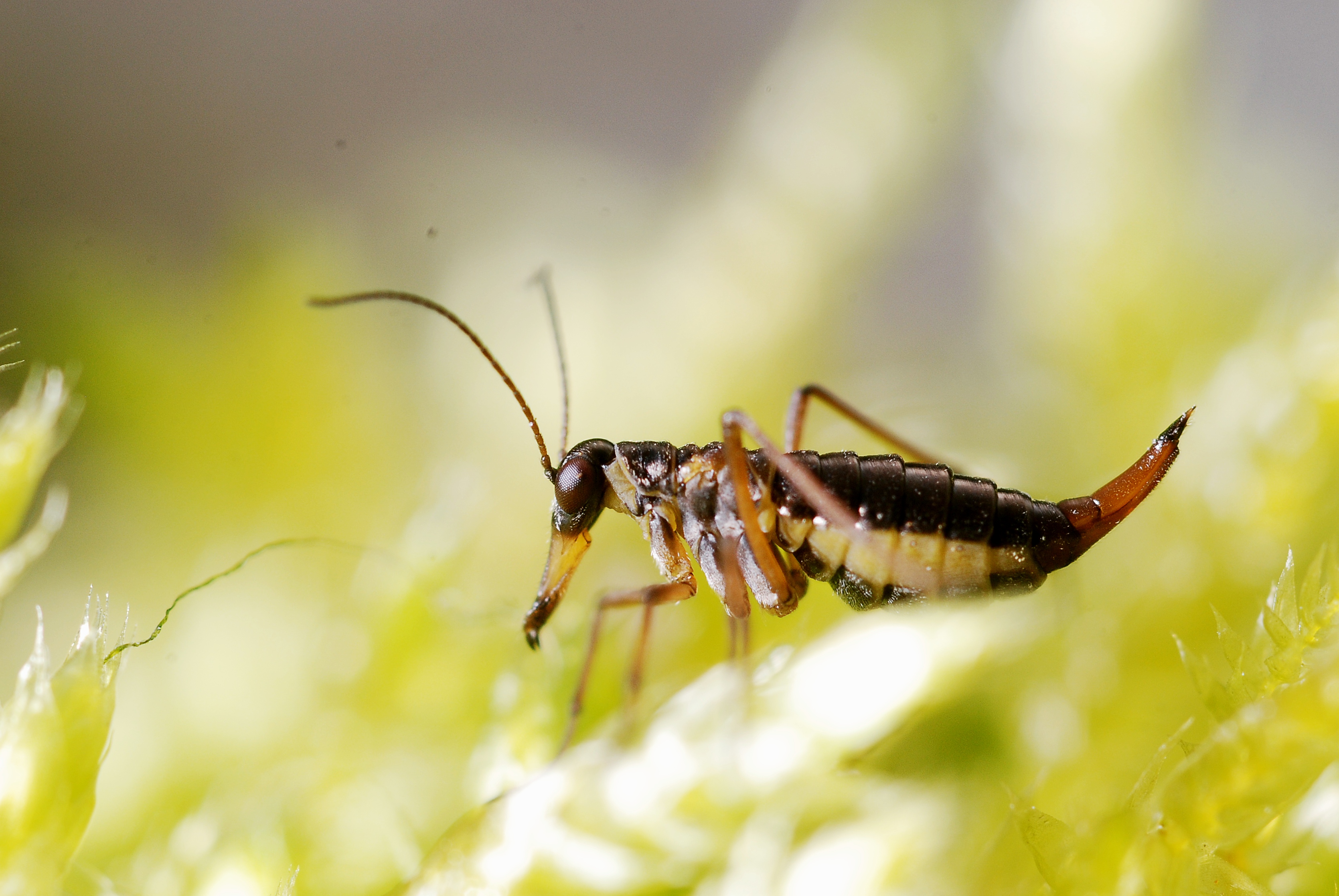 Boreus hyemalis female
