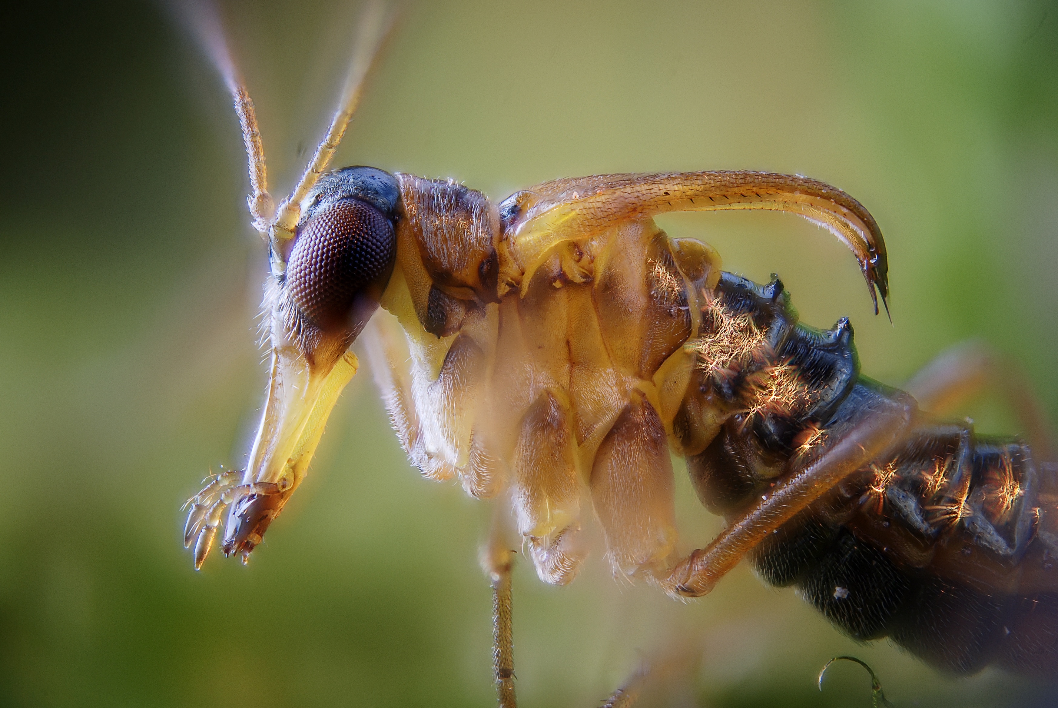 Boreus hyemalis male