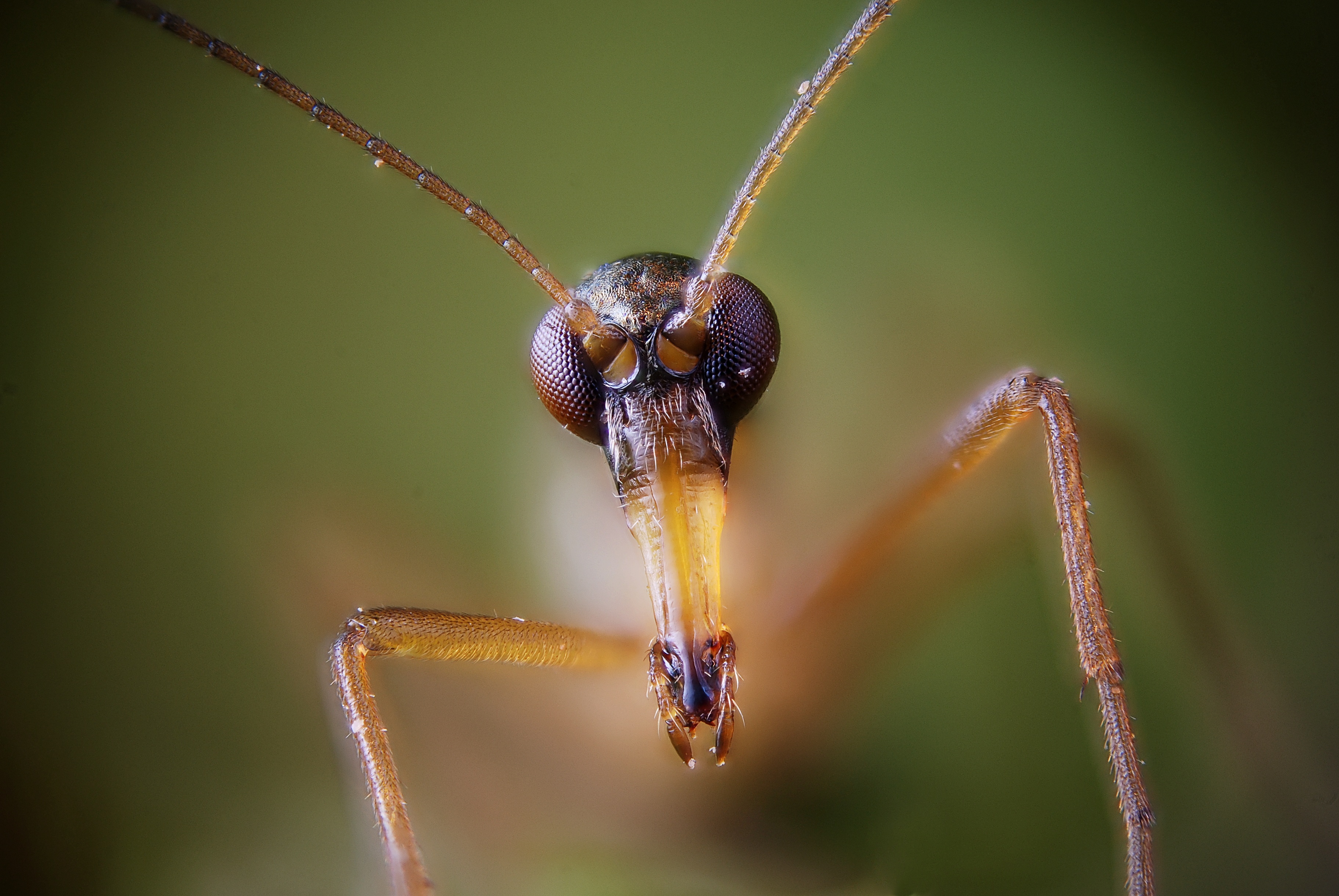 Boreus hyemalis male head