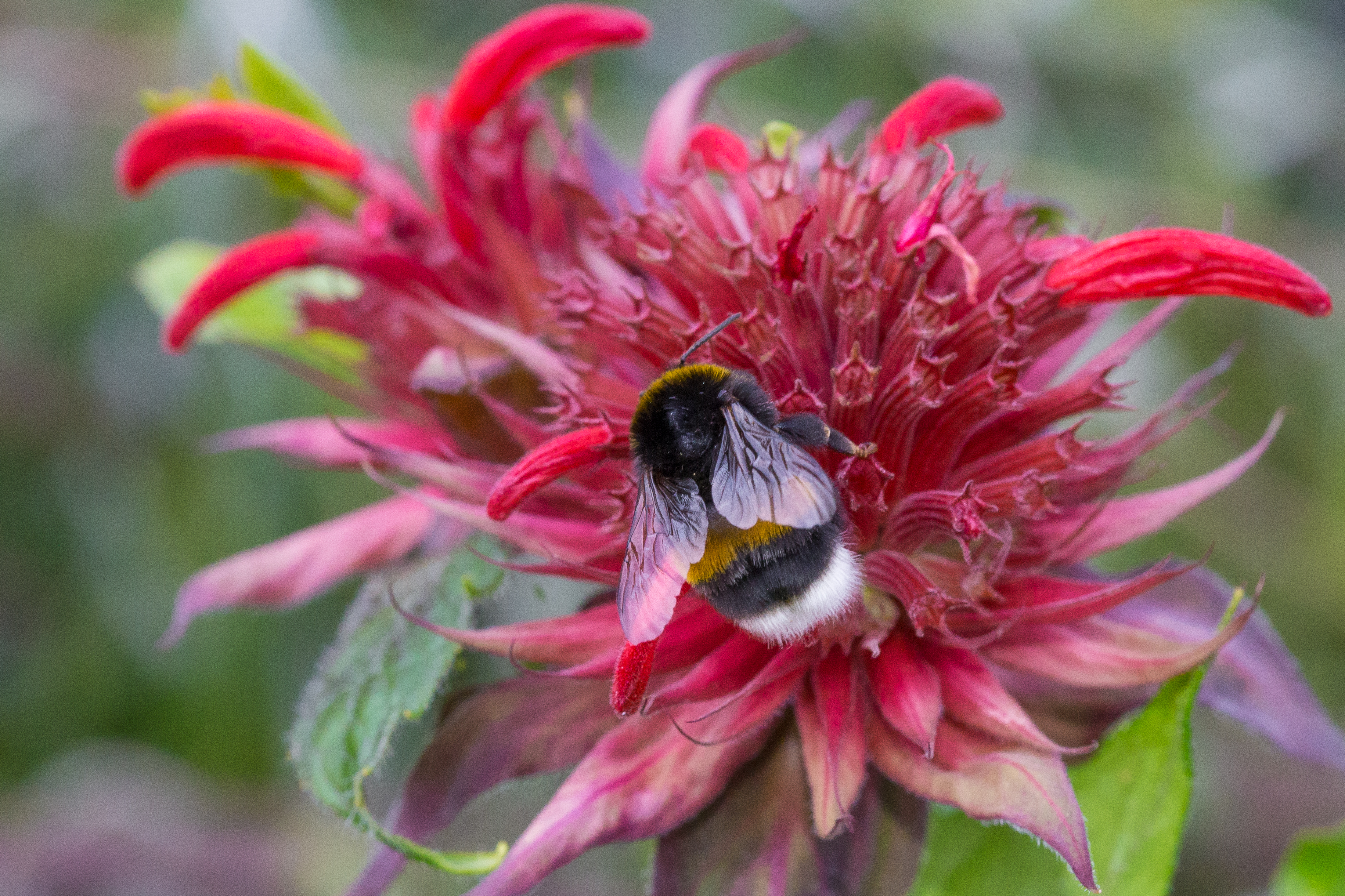 Bourdon Thé Rouge Verrières 2