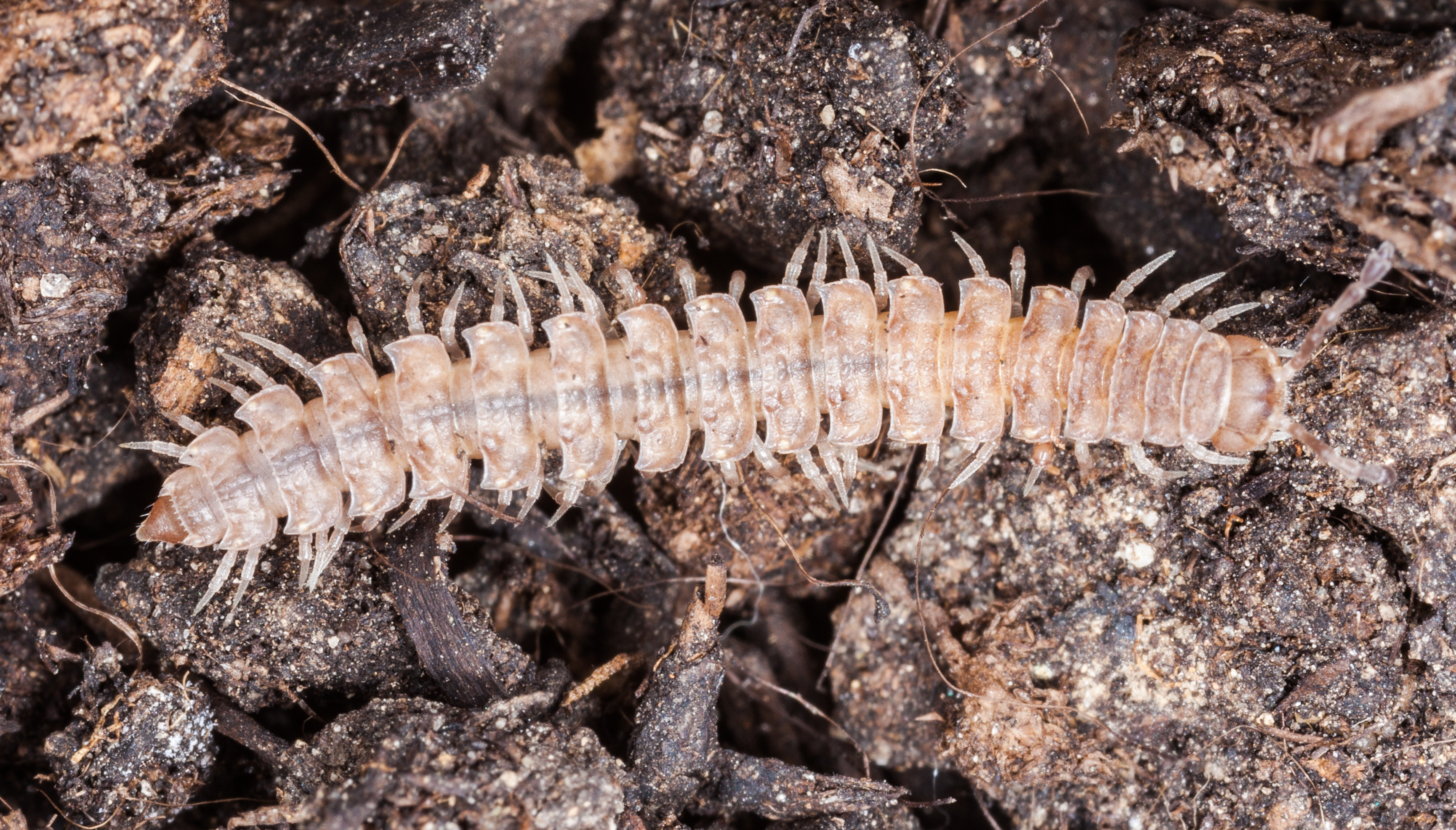 Brachydesmus superus, Hartelholz, Múnich, Alemania, 2013-04-15, DD 01
