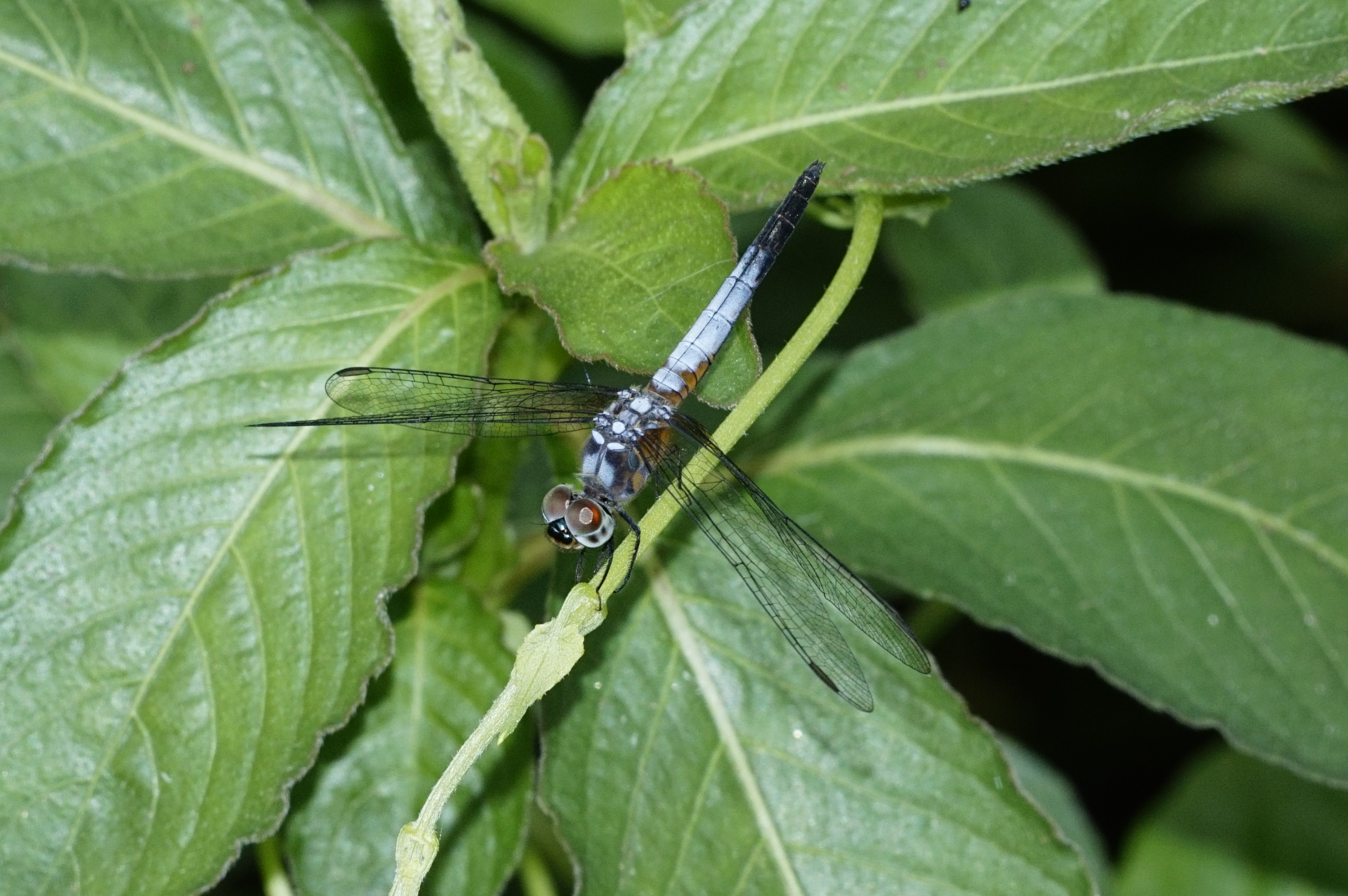 Brachydiplax chalybea 0818