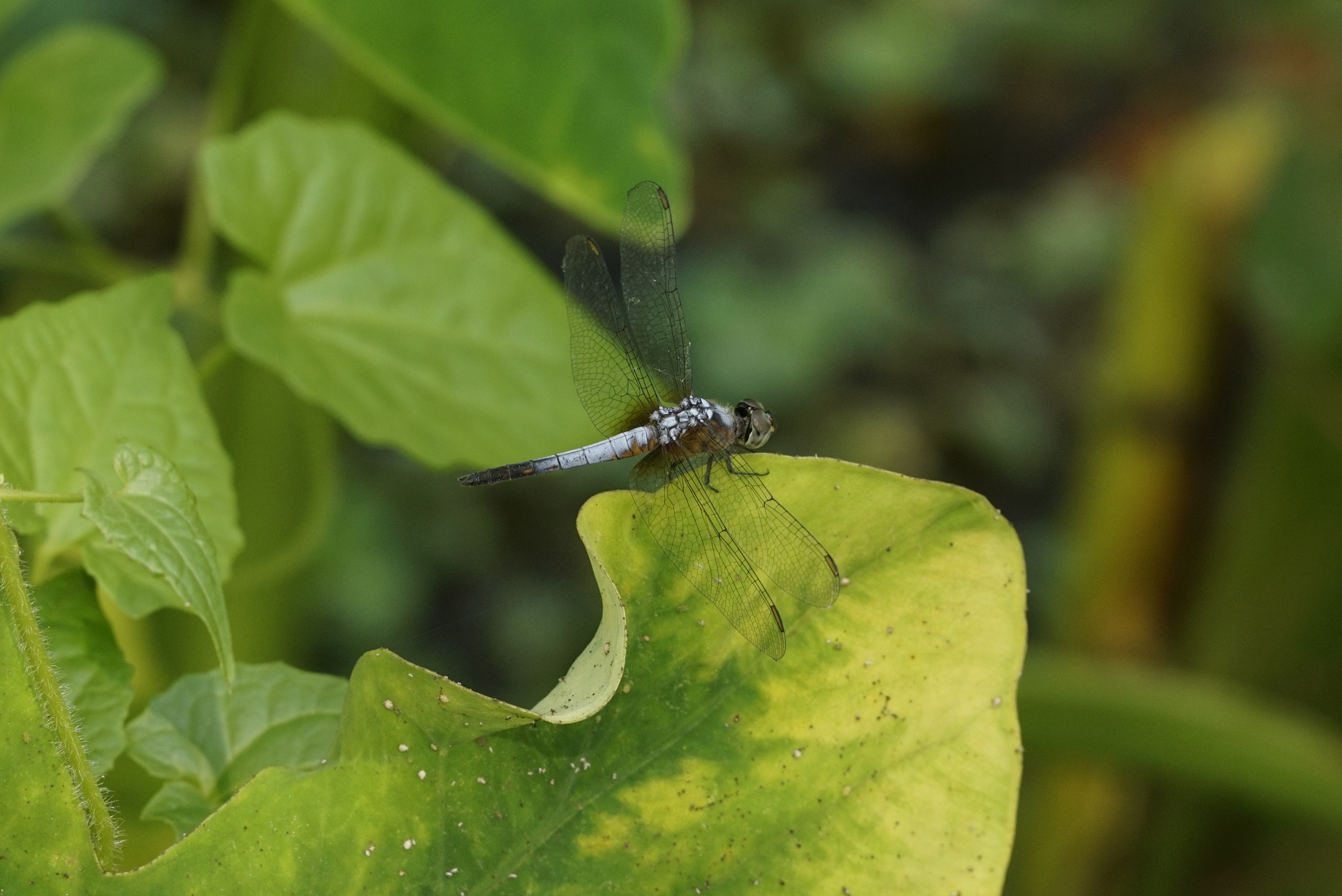 Brachydiplax chalybea 4504