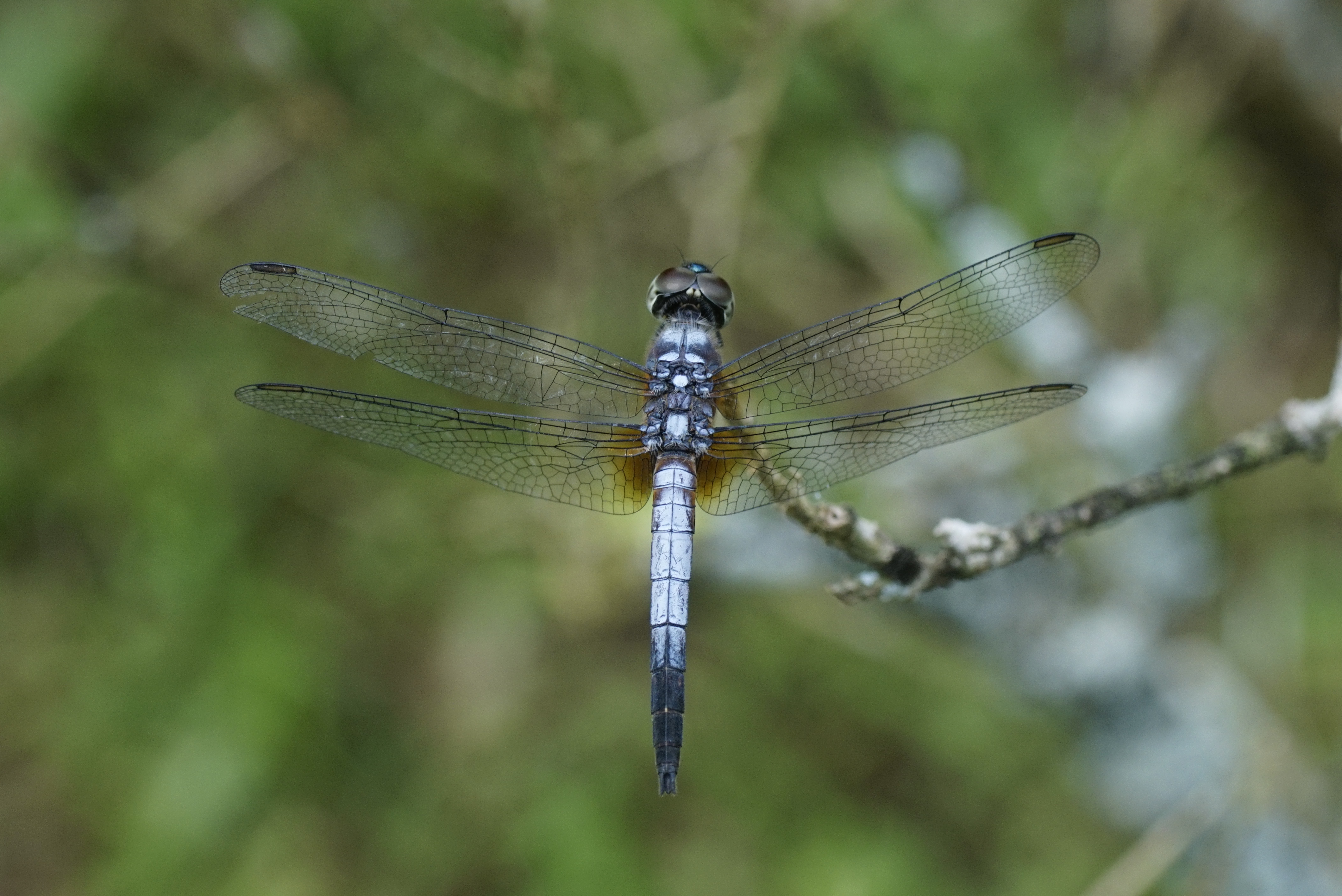 Brachydiplax chalybea 9394