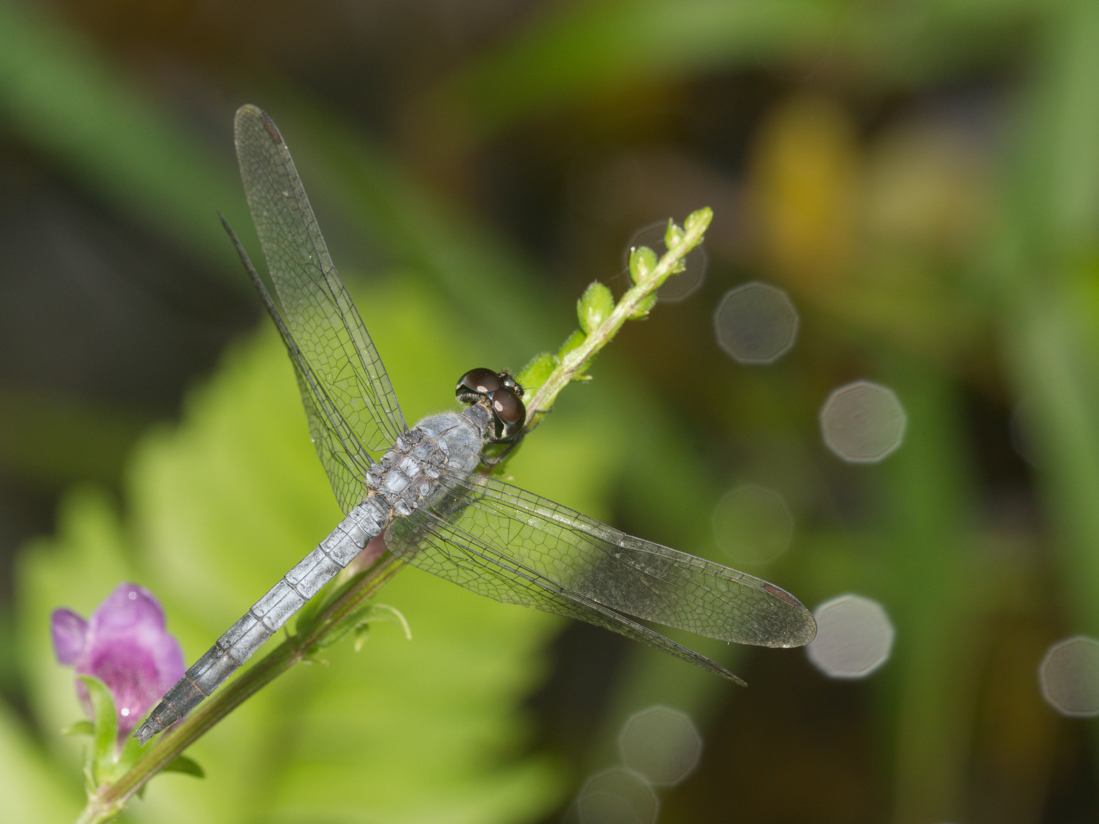Brachydiplax sobrina-Kadavoor-2016-06-27-003
