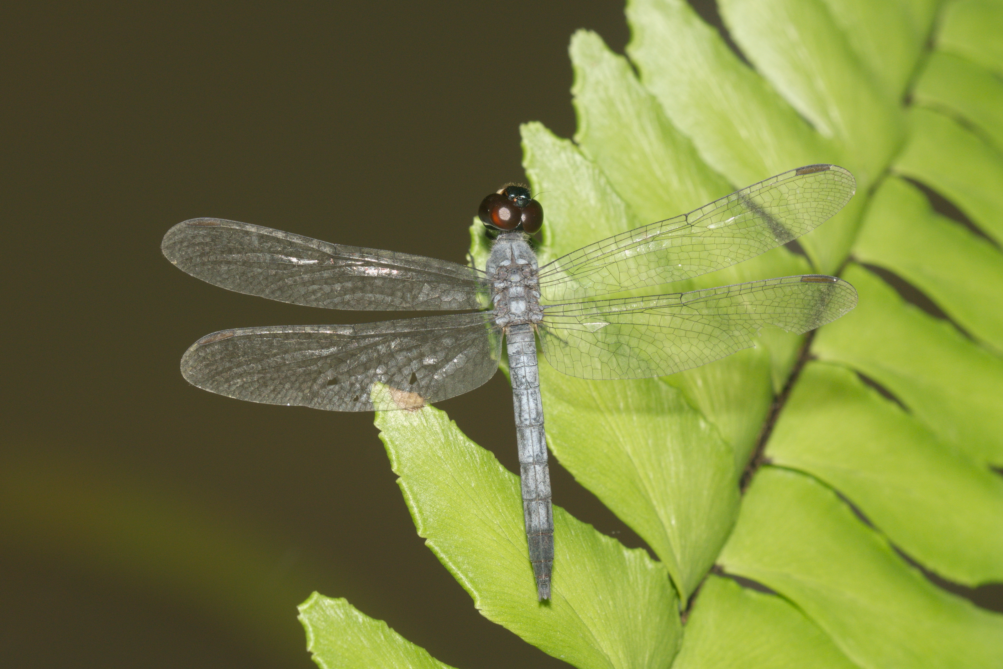 Brachydiplax sobrina-Kadavoor-2016-06-27-005